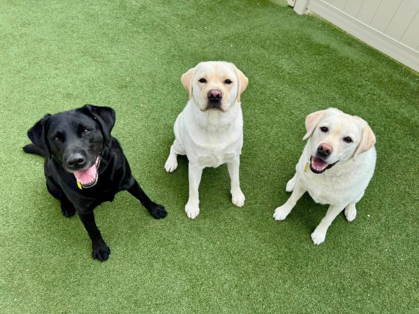 About Kingdom Canine