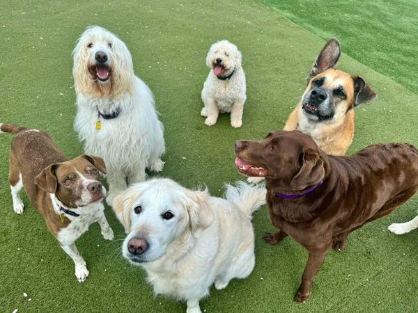 kingdom-canine-boarding