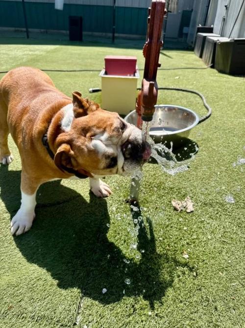 kingdom-canine-gallery-11