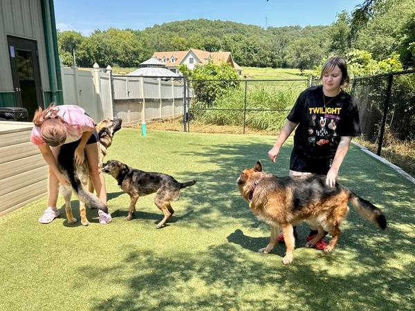 kingdom-canine-daycare