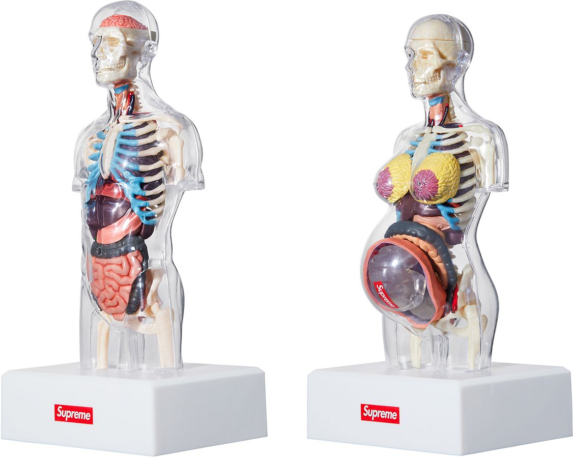 模型/プラモデル Supreme - Supreme male anatomy model Supreme Male Anatomy Model (FW18) - $46
