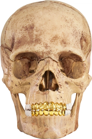 4D Model Human Skull