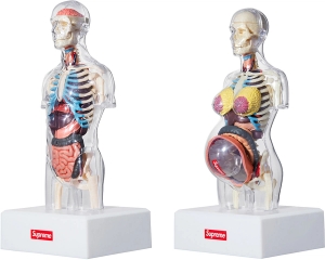 Male and Female Anatomy Model