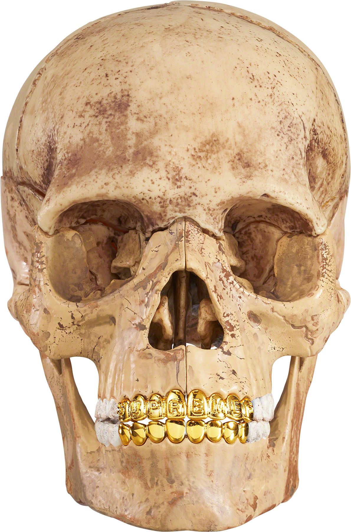 4D Model Human Skull - Fall/Winter 2023 Preview – Supreme