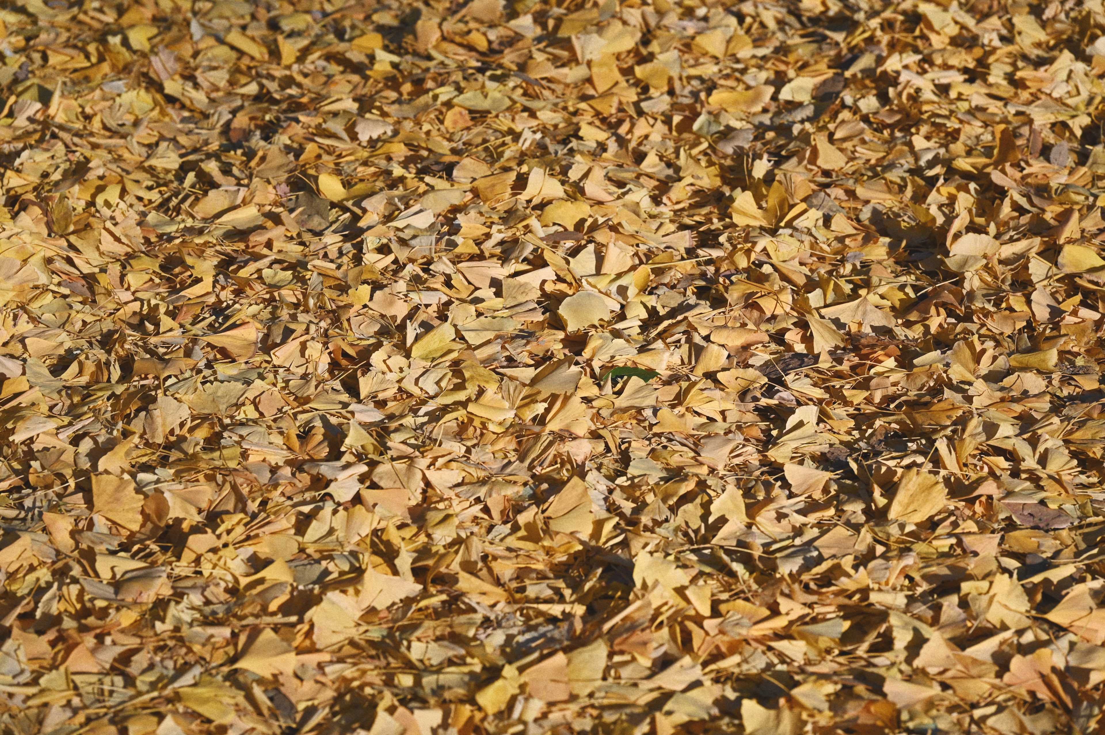 [COLUMN] #214「ワークライフバランス」っておかしくないか