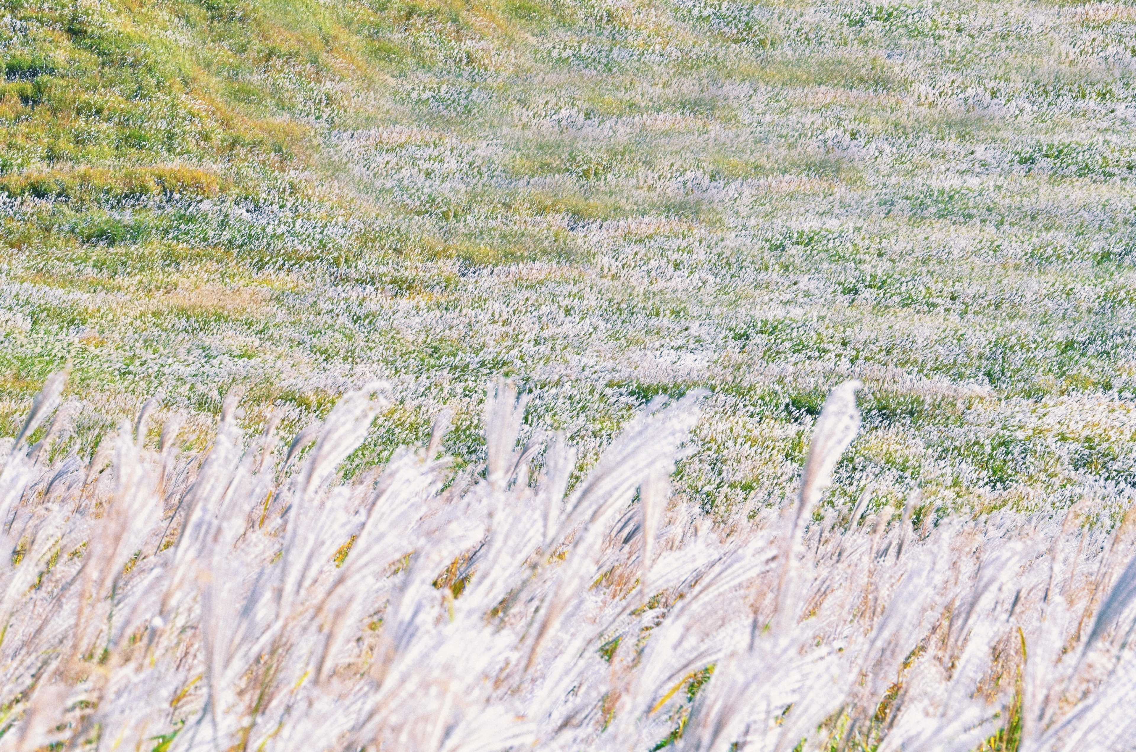 [COLUMN] #210 散歩のすすめ