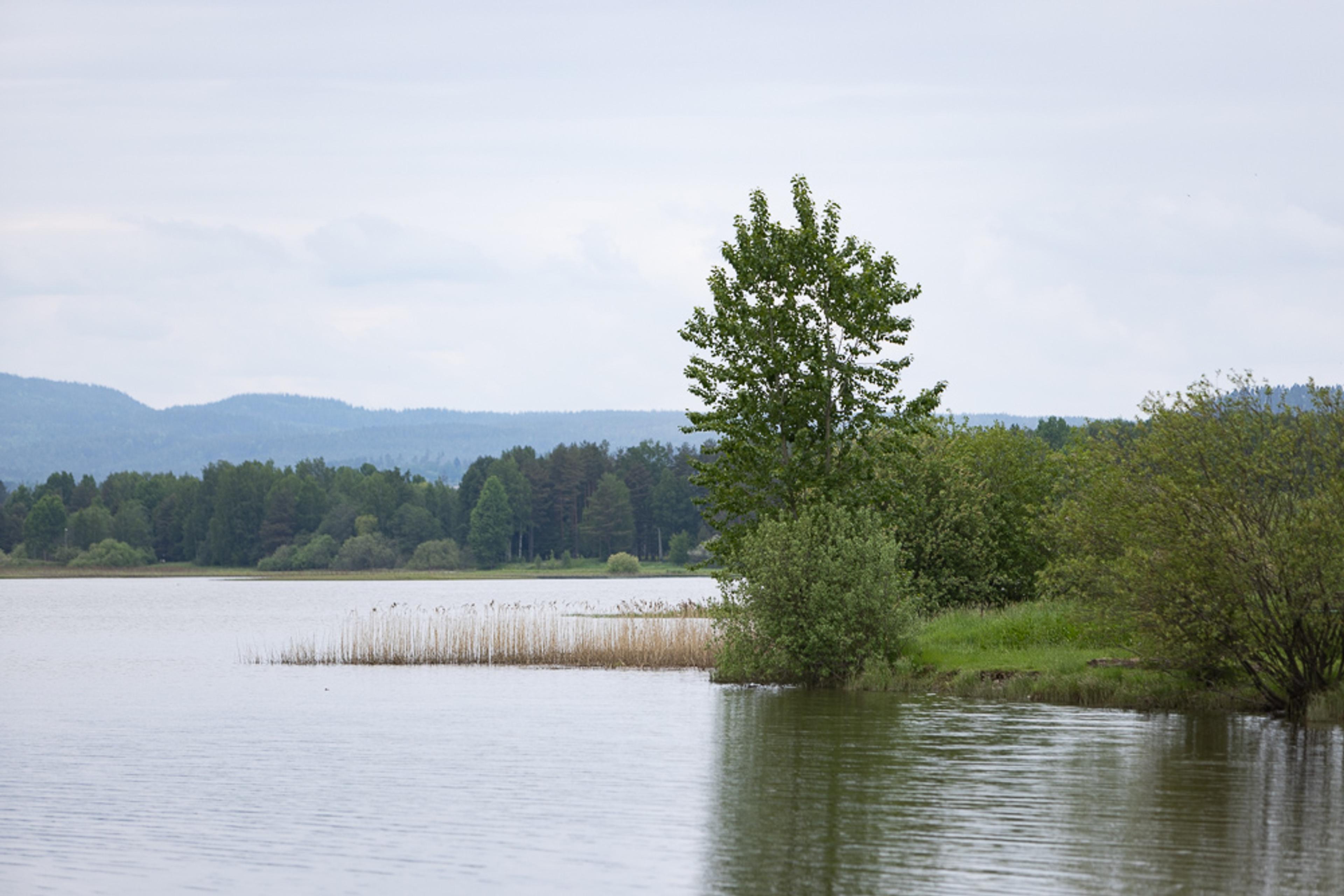 Fredelig innsjølandskap med trær ved vannkanten, sivvegetasjon og skogkledde åser i bakgrunnen.