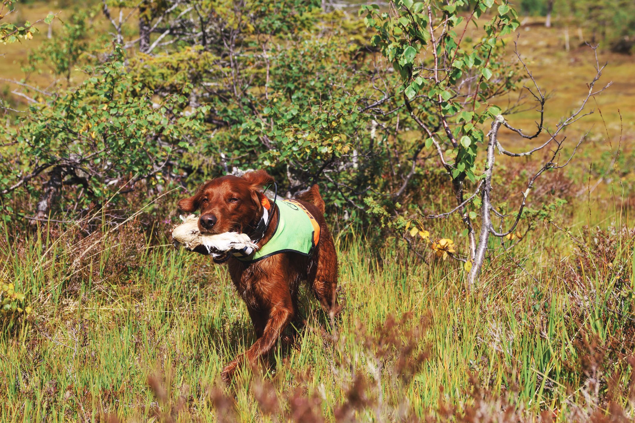 irsk setter fuglehund braut
