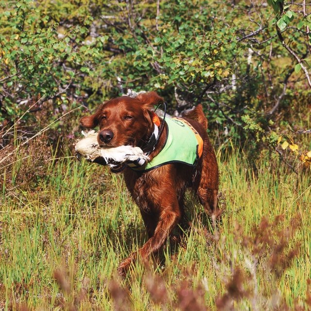 irsk setter fuglehund braut
