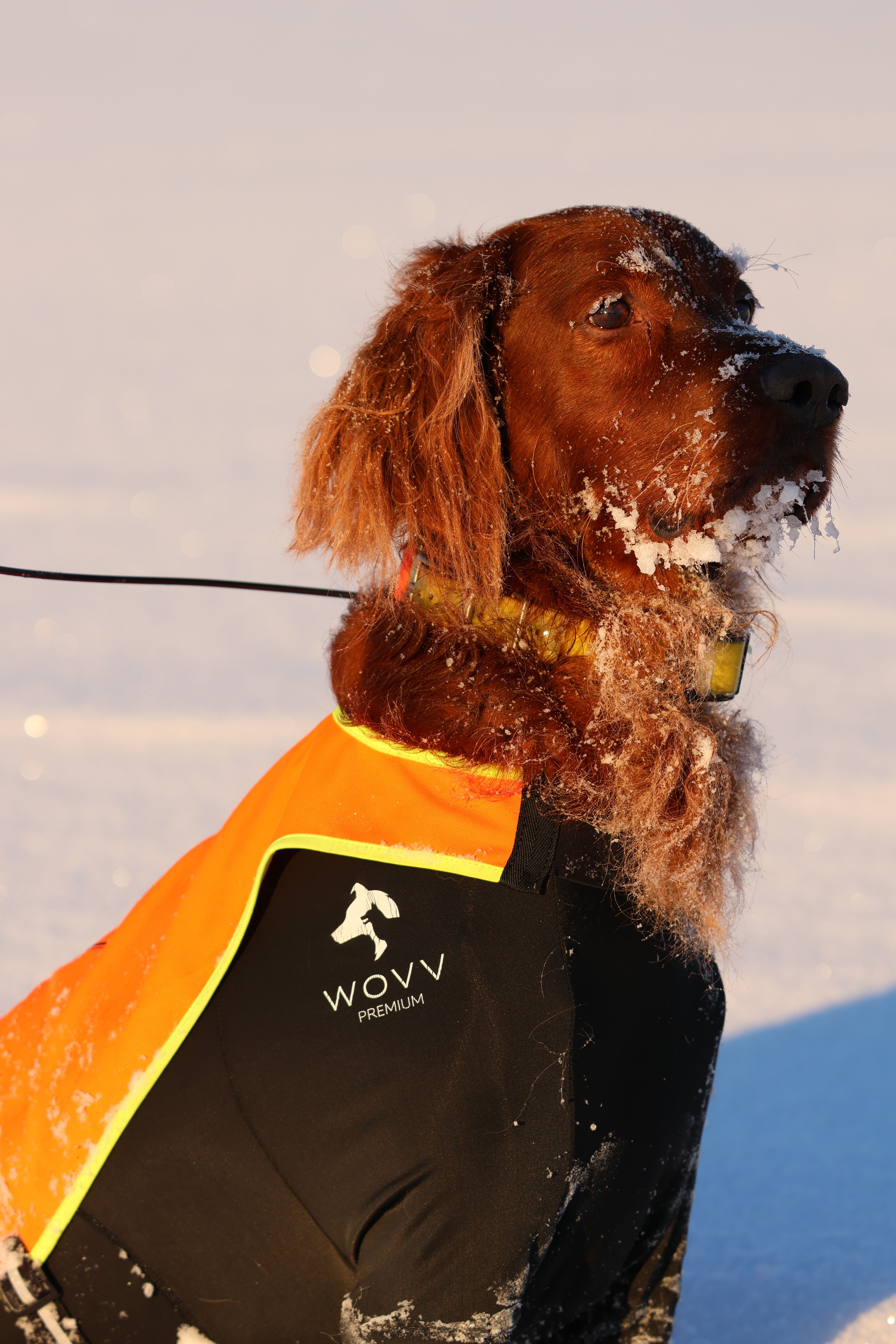 irsk setter fuglehund zlatan
