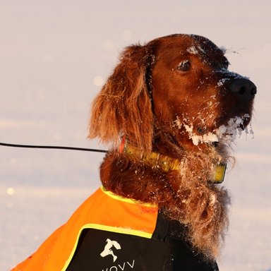 irsk setter fuglehund zlatan