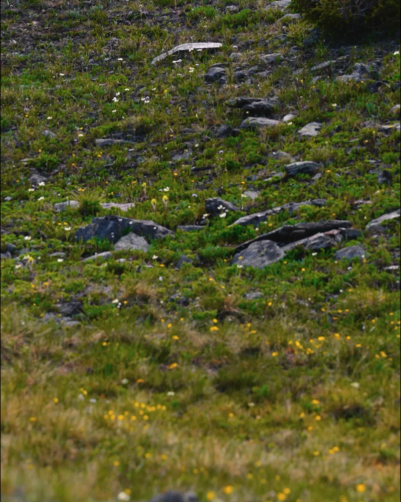 Reel Image
