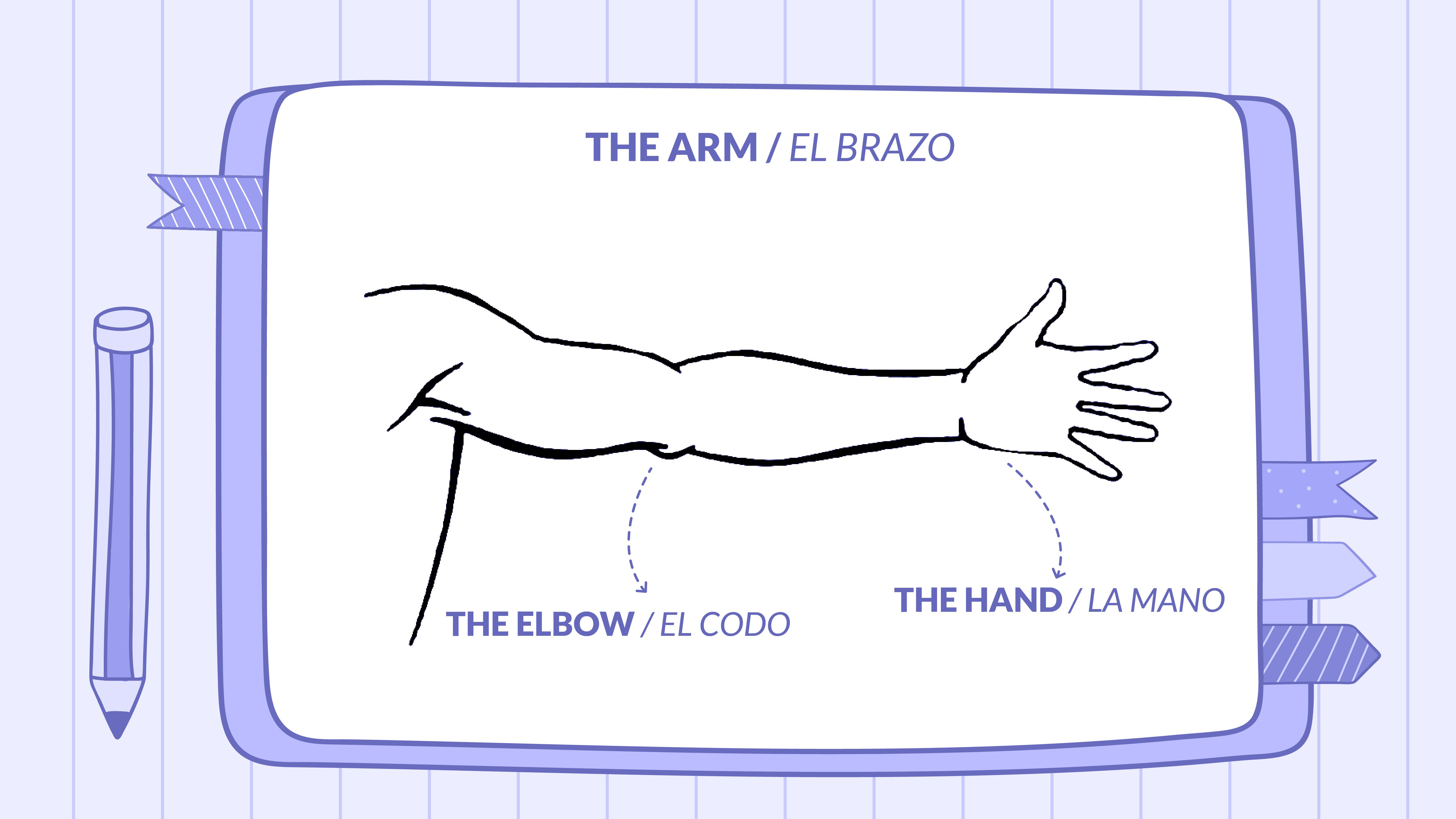 A drawing of a human upper body, with arrows pointing at the arm (el brazo), elbow (el codo), and hand (la mano).