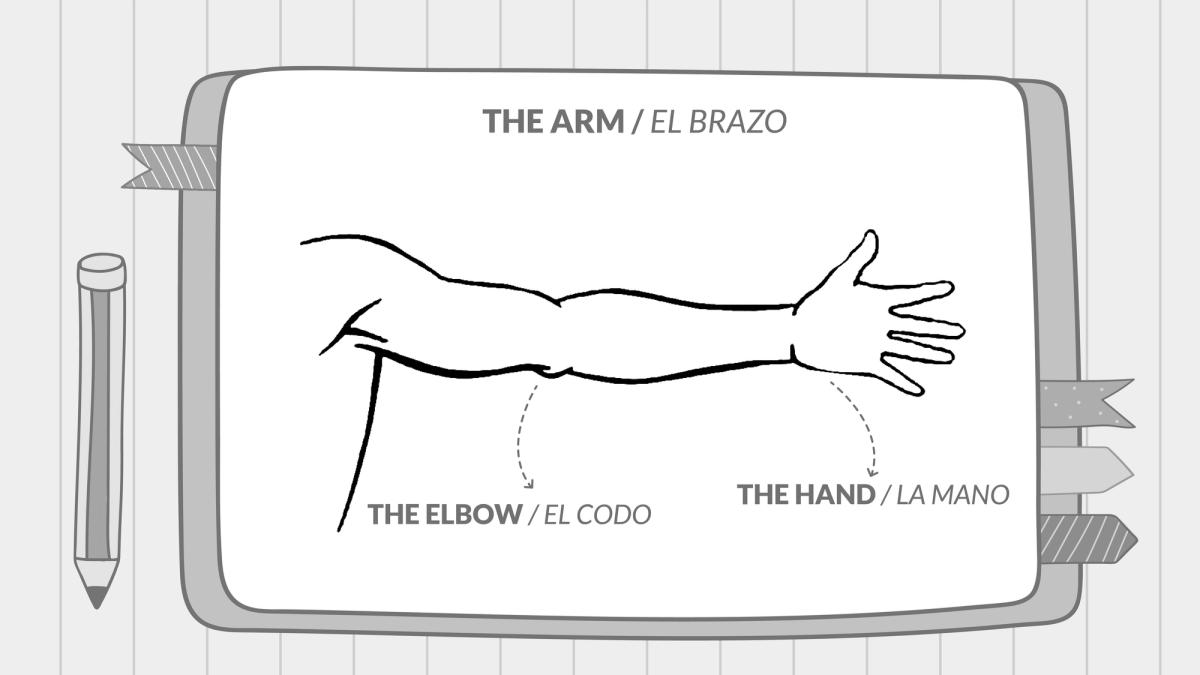 A drawing of a human upper body, with arrows pointing at the arm (el brazo), elbow (el codo), and hand (la mano).