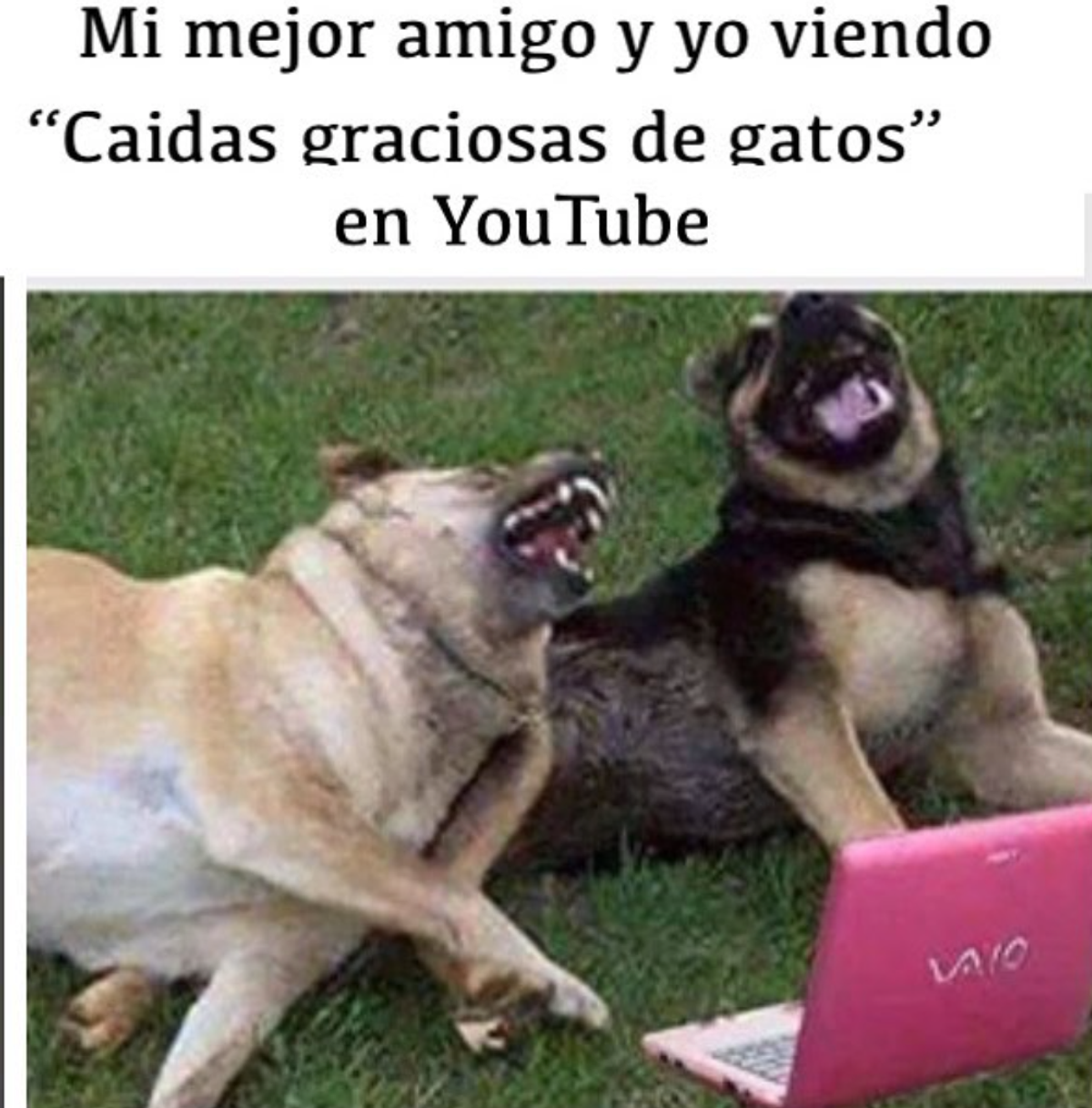 Meme with 2 dogs laughing