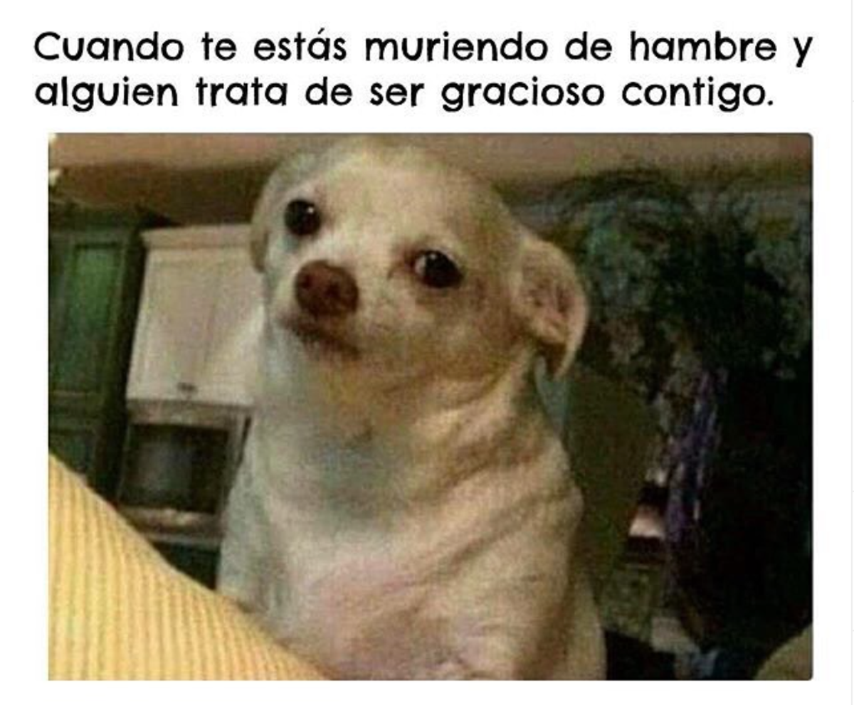 Meme with a chihuaha