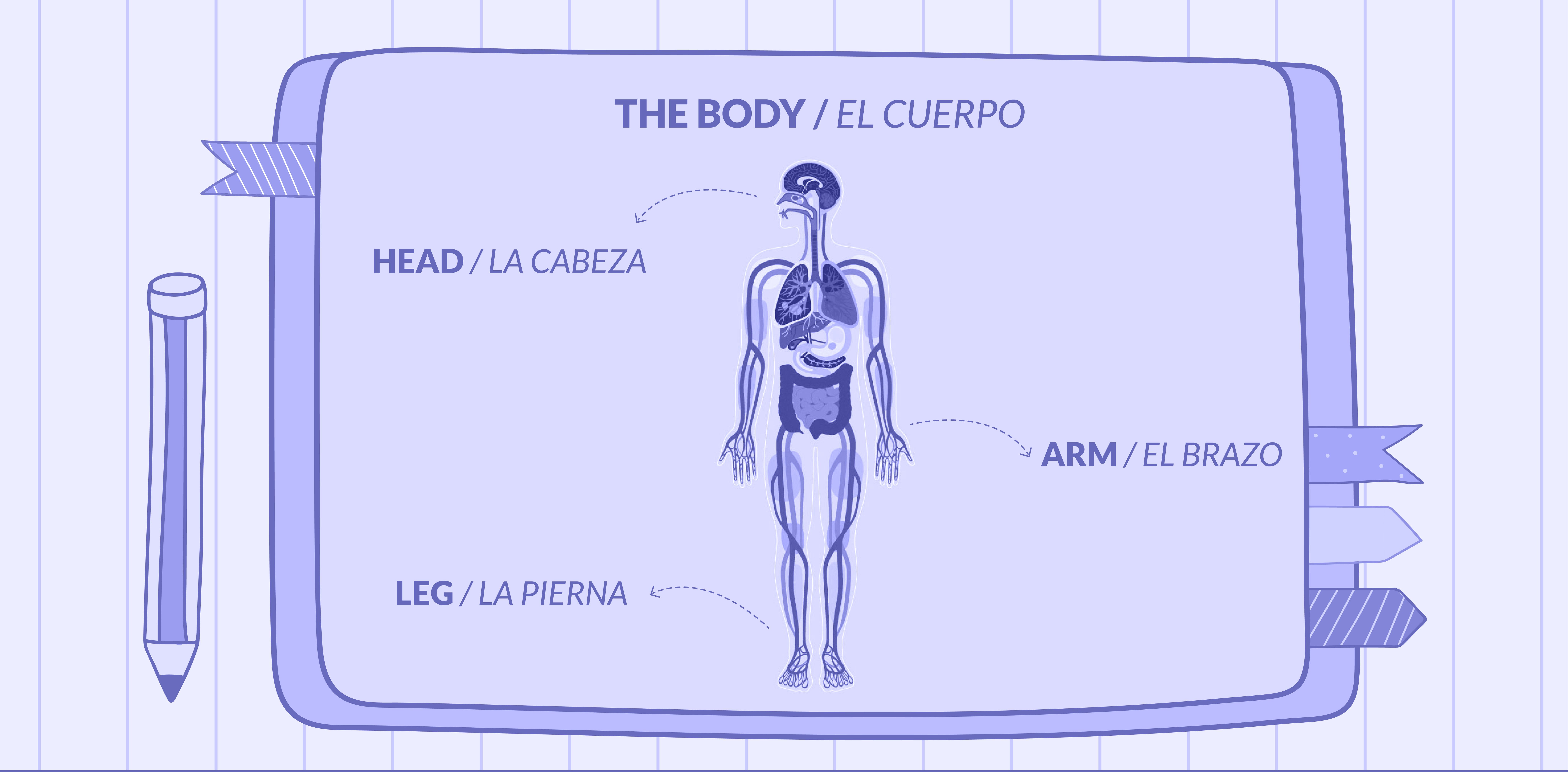 A picture of a human body with Spanish and English names for some of the body parts.