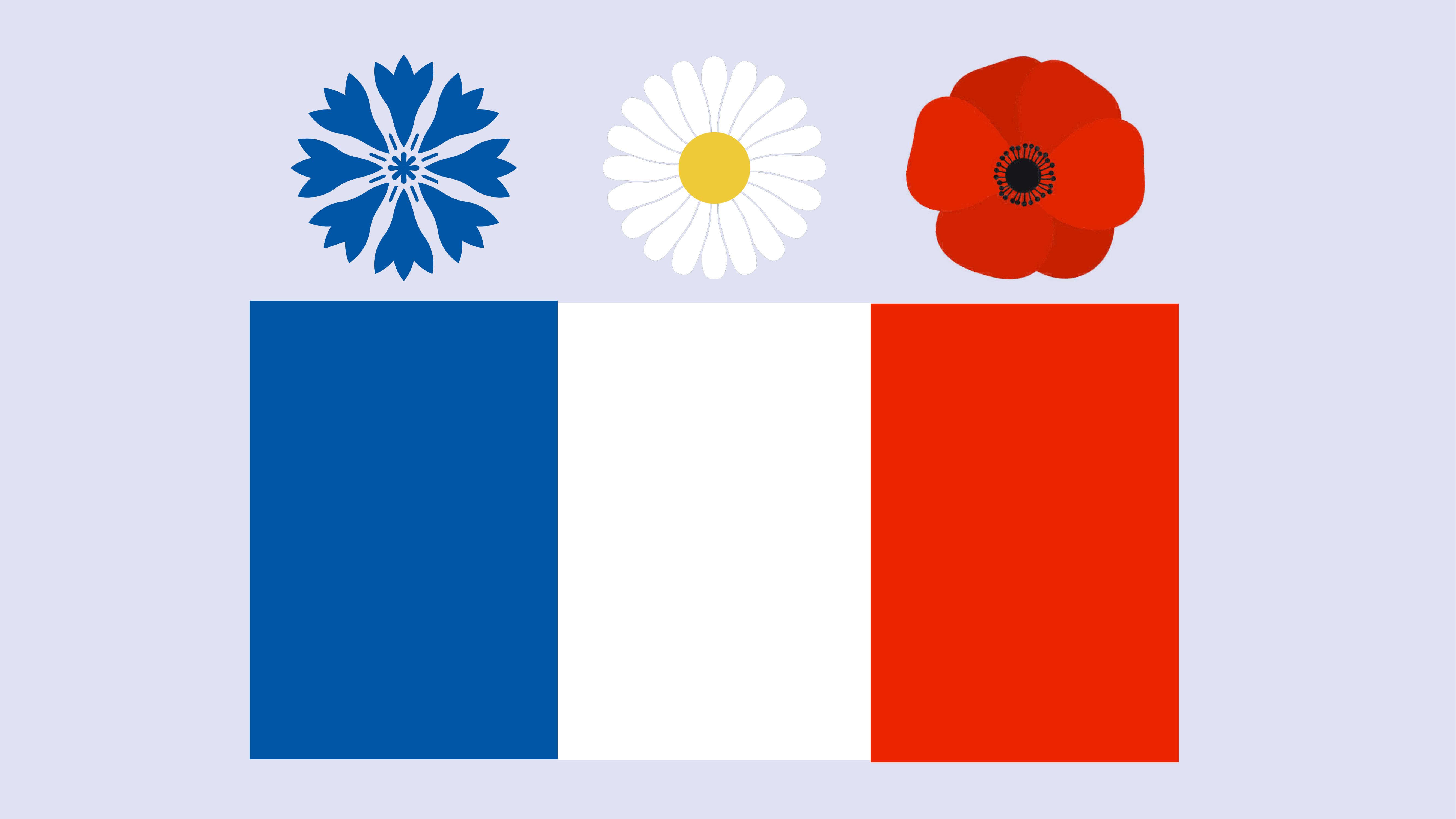 A cornflower, daisy, and poppy being held up over the french flag