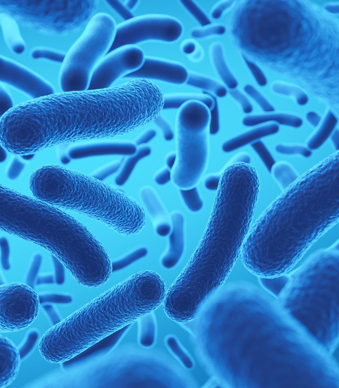 What Are Commensal Bacteria? Rethinking the Probiotic Category