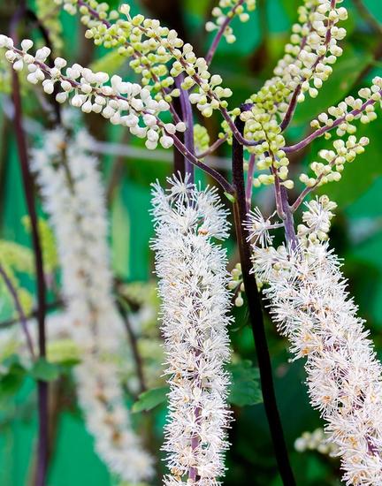 Black Cohosh: Botanical Support for Hormonal Balance During Menopause*