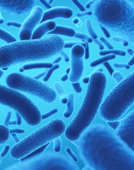 What Are Commensal Bacteria? Rethinking the Probiotic Category