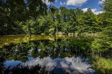 Vue de Forêt de Haguenau en Alsace, Forêt — road trip van France