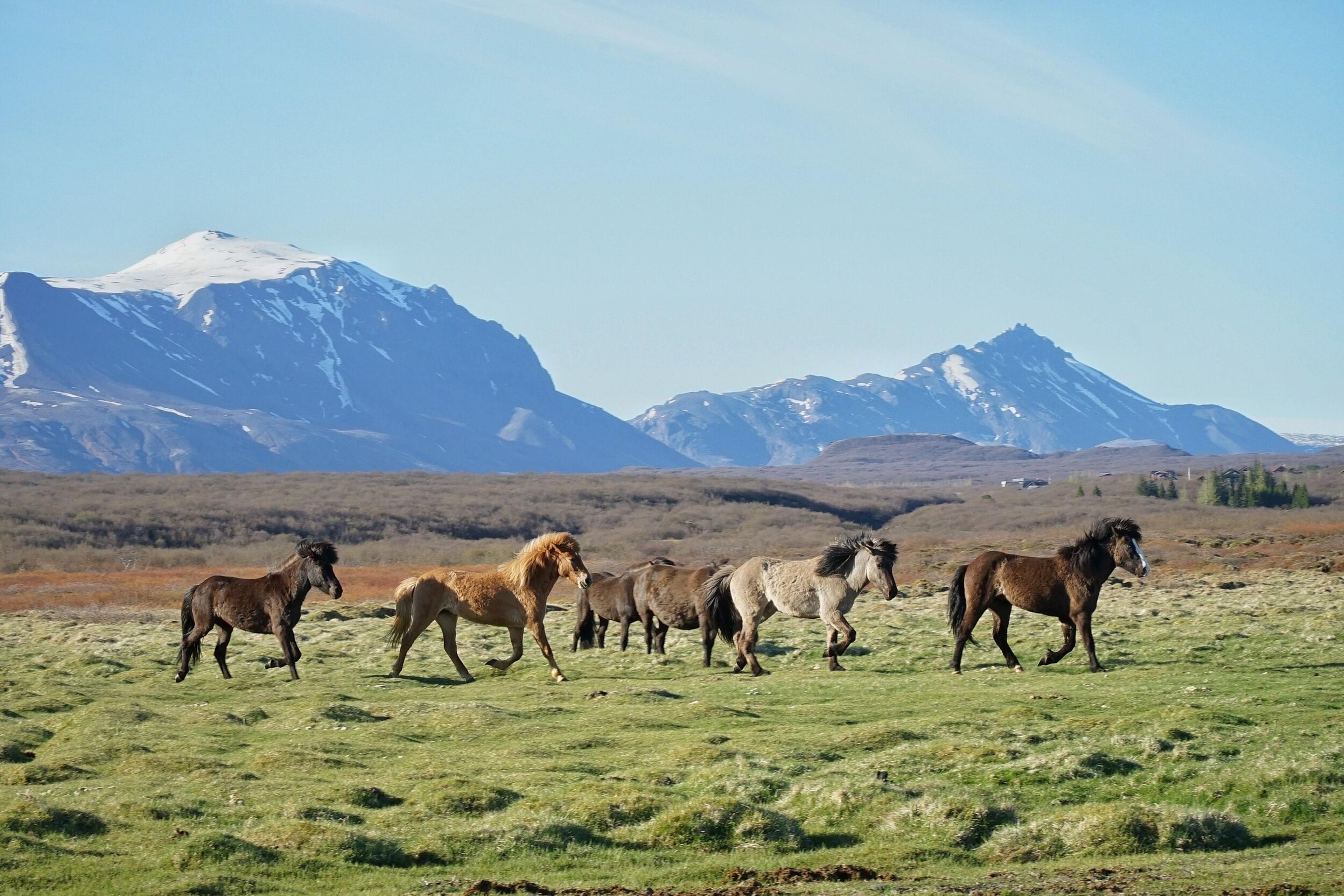 a stable of horses pasturing out in the icelandic nature. Snow-capped mountains in the background.