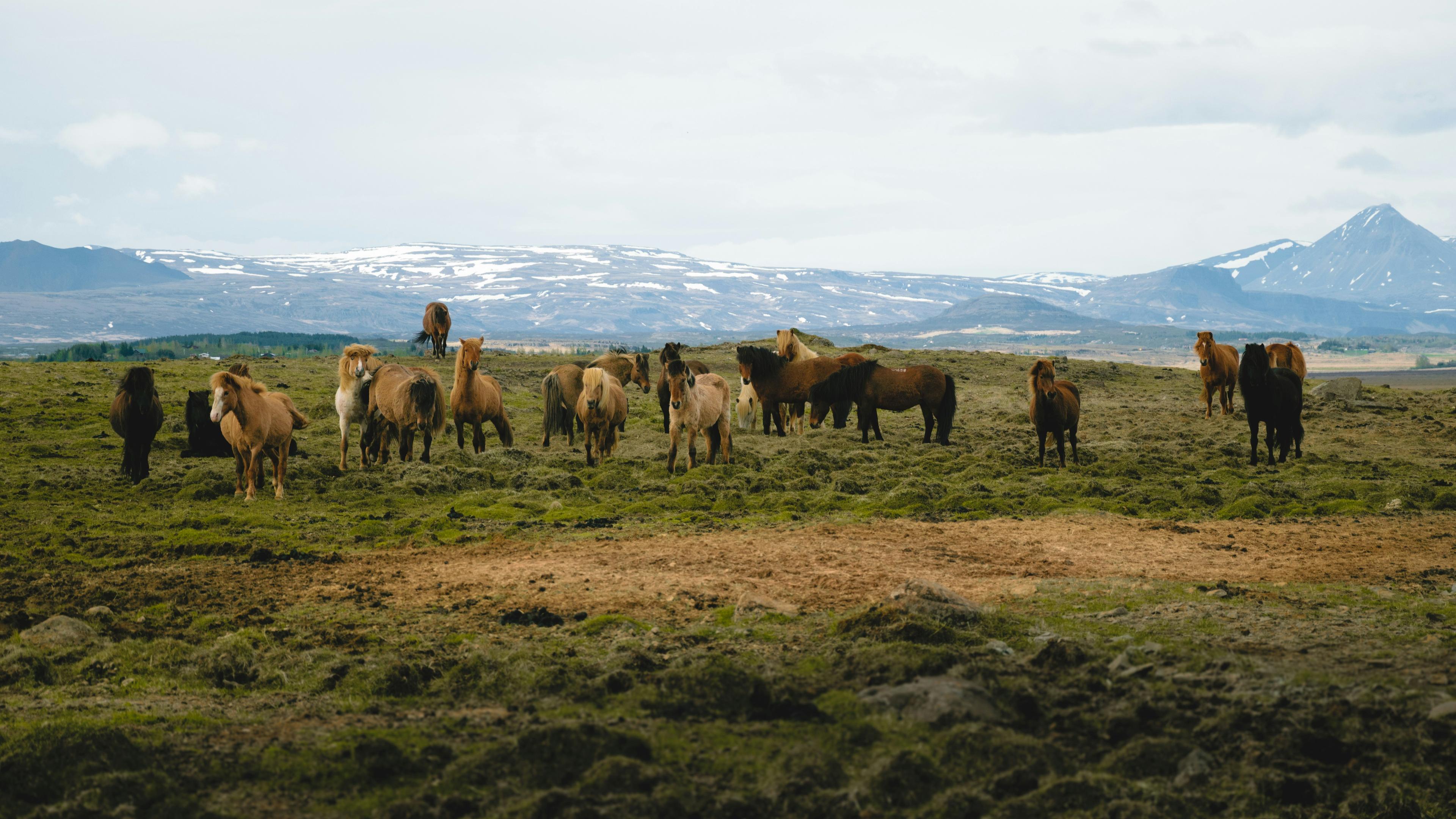 A herd of Icelandic horses grazing on a grassy plain, framed by distant snowy mountains and rolling hills under a cloudy sky.