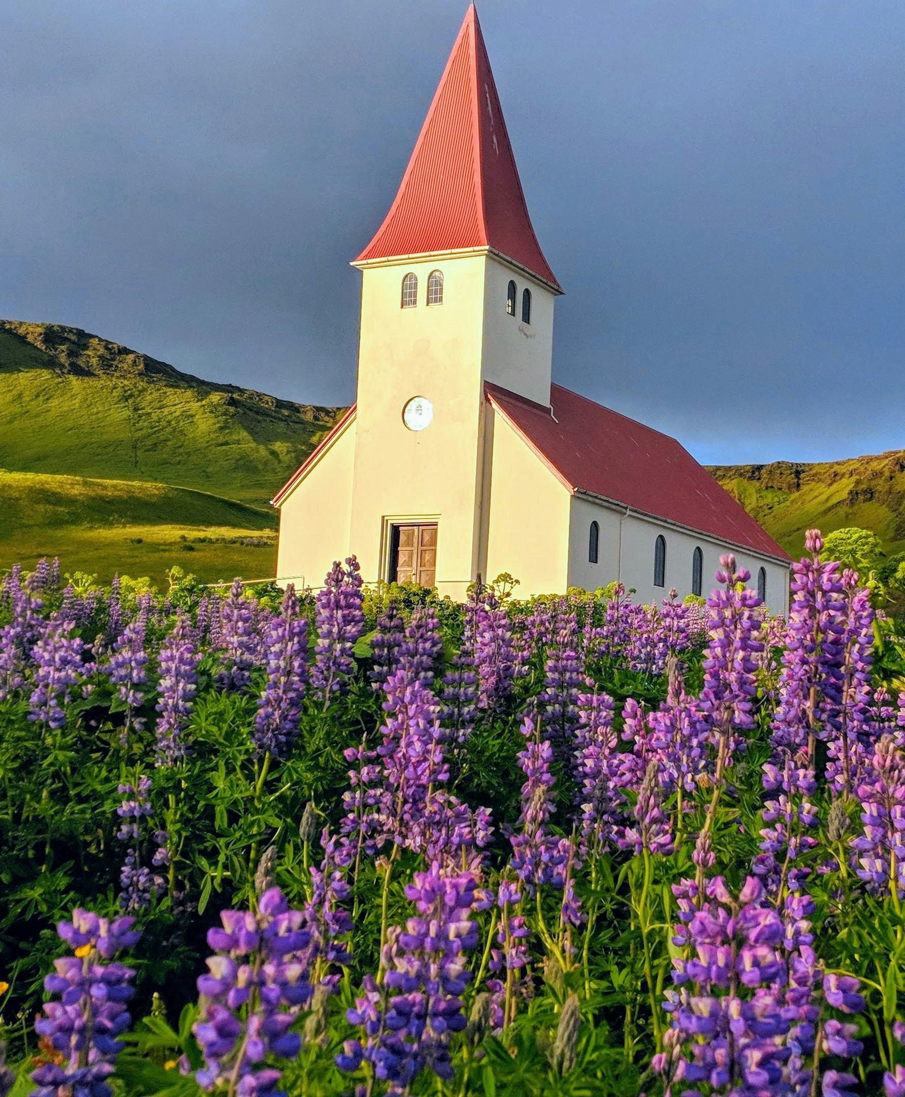 Vík's red-roofed church surrounded by a vibrant field of purple lupines, set against a dramatic mountainous backdrop.