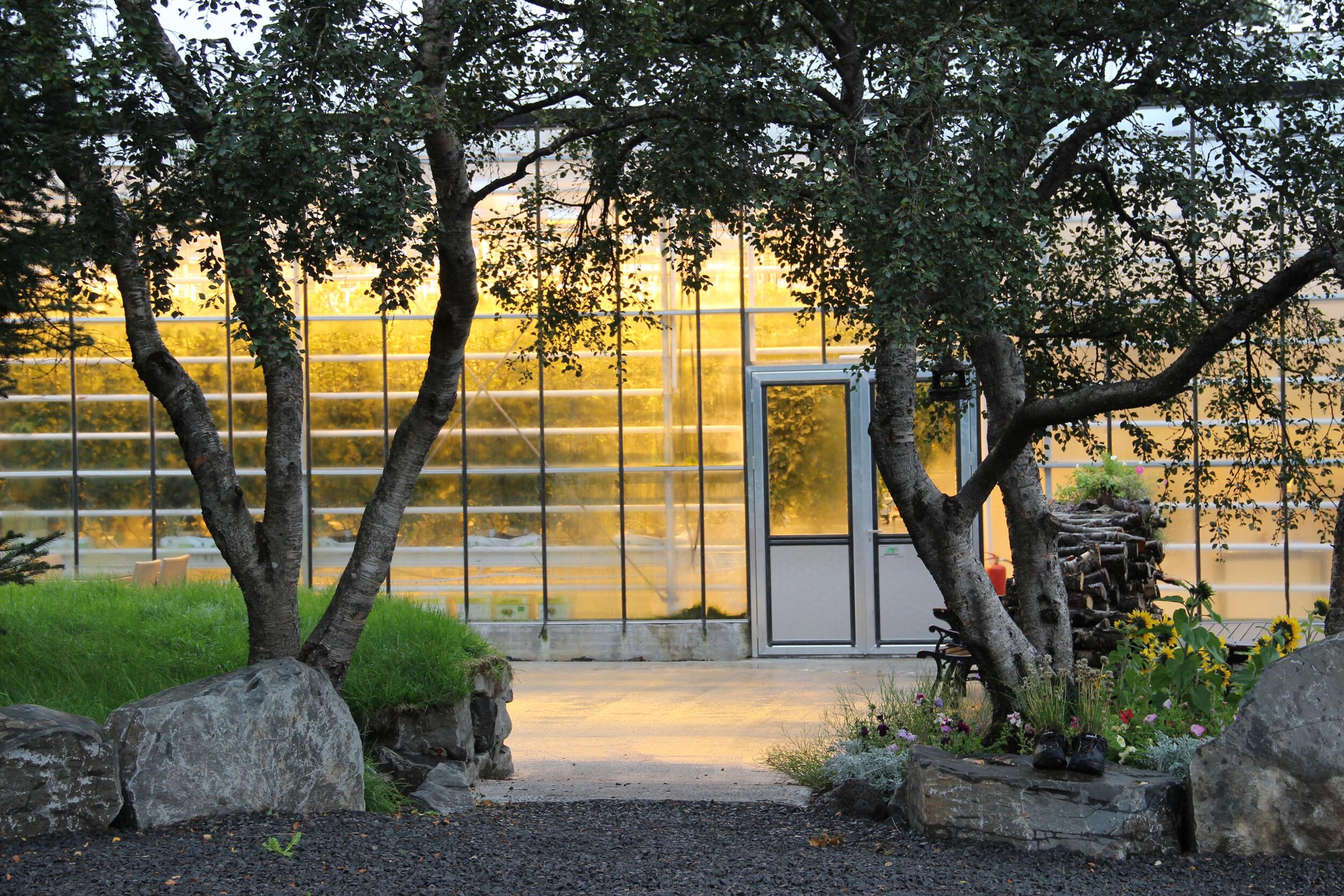  A tranquil entrance to the greenhouse framed by elegant trees and warm lighting, reflecting a serene evening atmosphere.