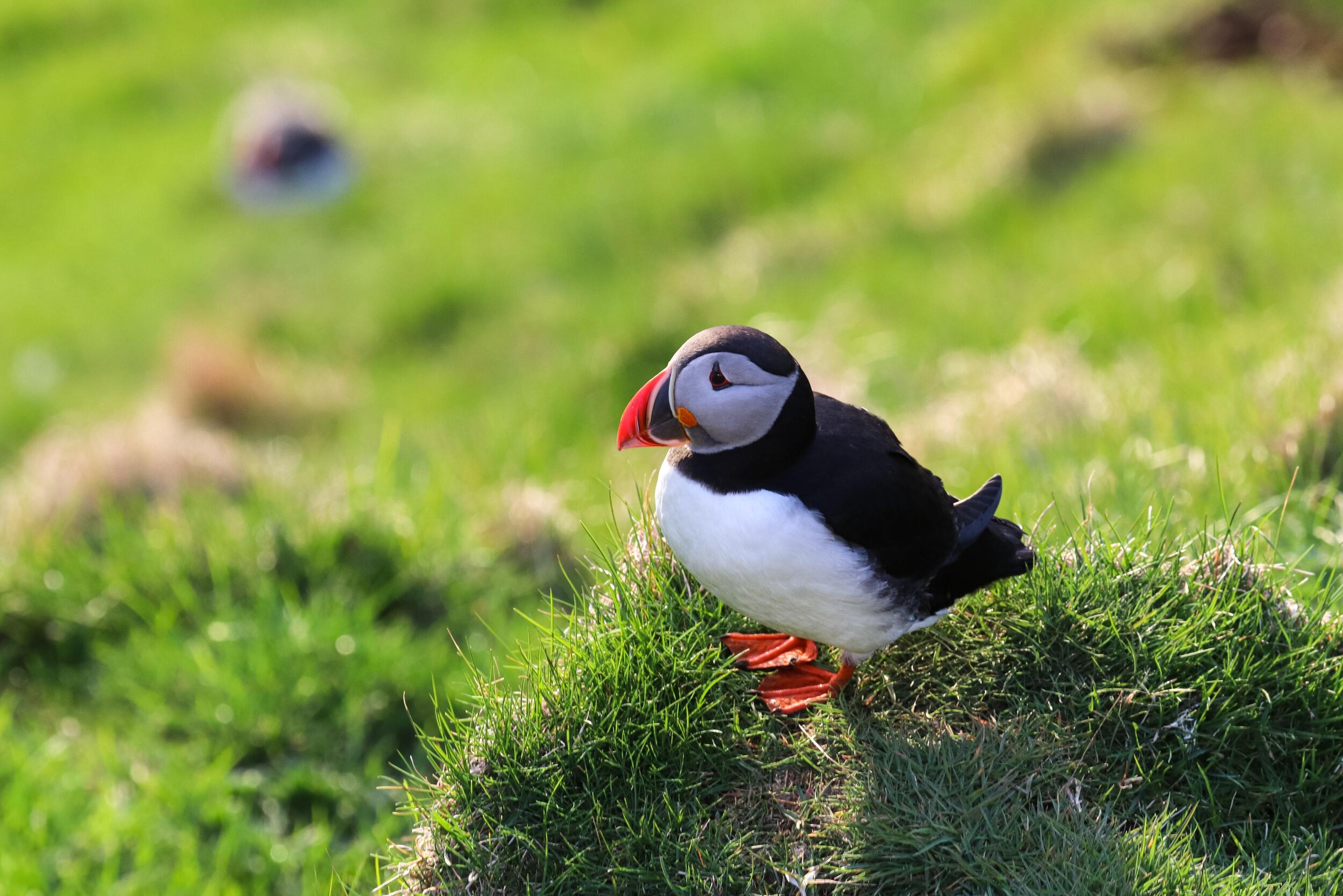 a puffin is perched on a rock in the grass .