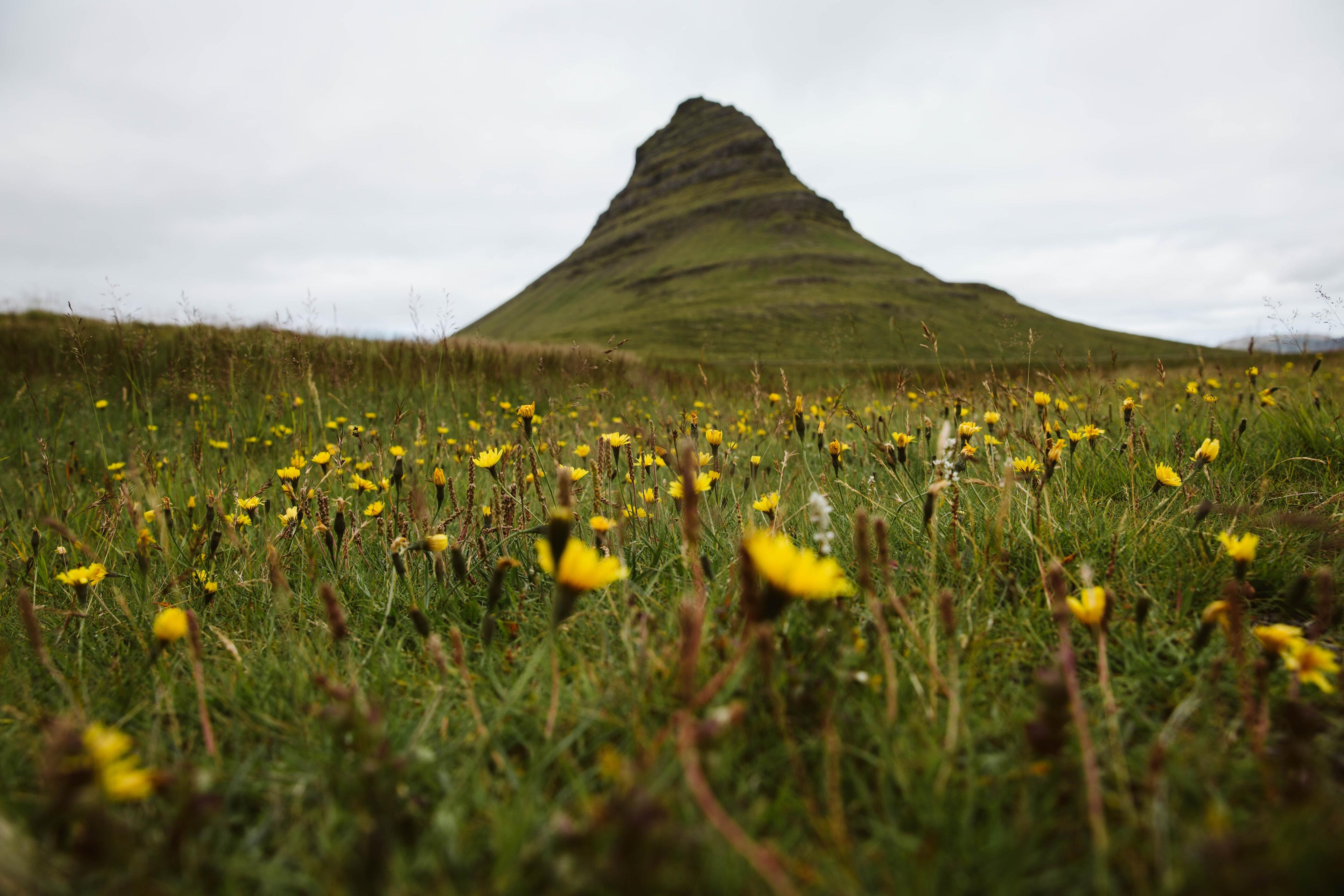 A vibrant green meadow adorned with yellow flowers, with the cone-shaped Kirkjufell mountain soaring majestically in the background.