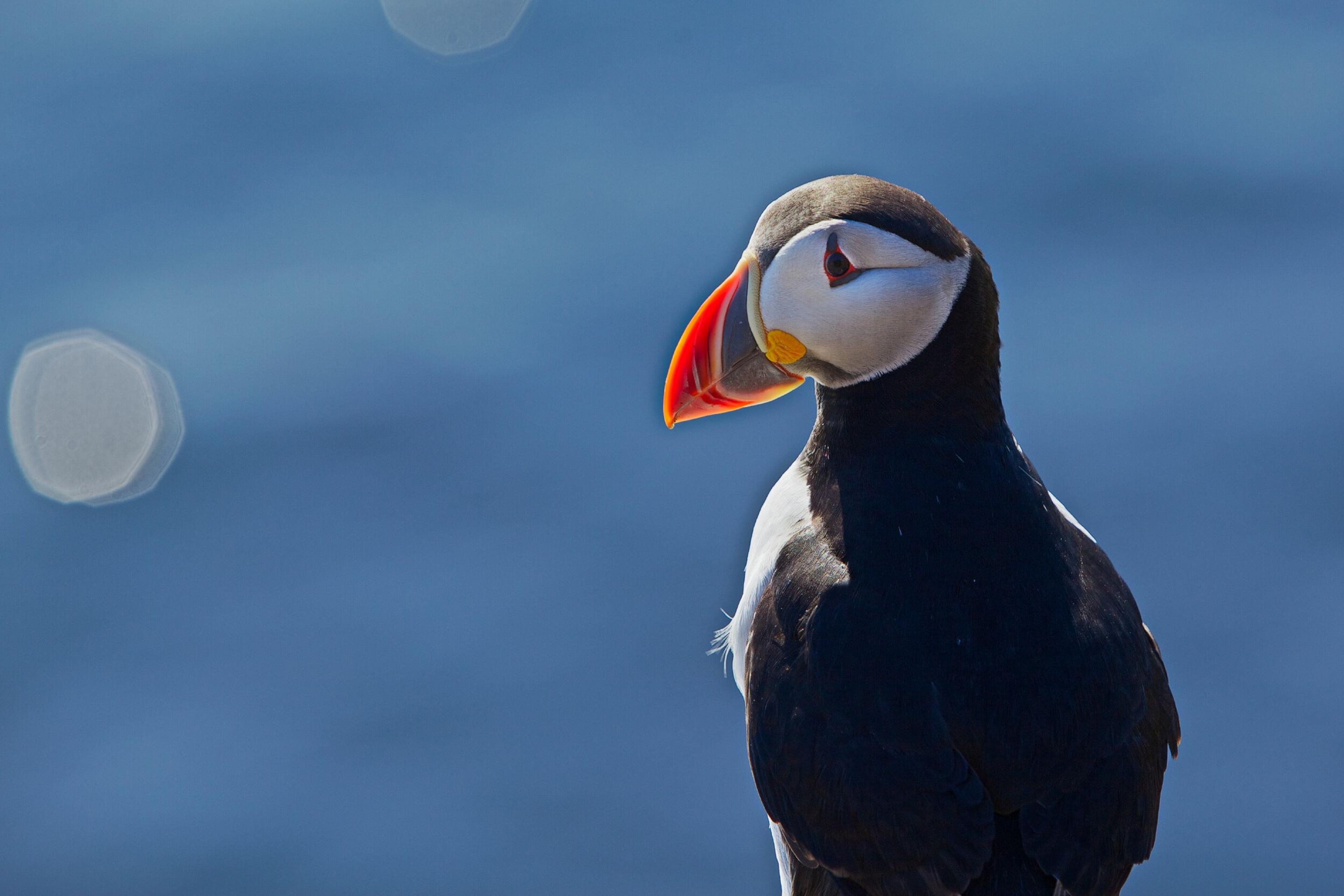 a puffin with a red beak is standing on a cliff overlooking the ocean .