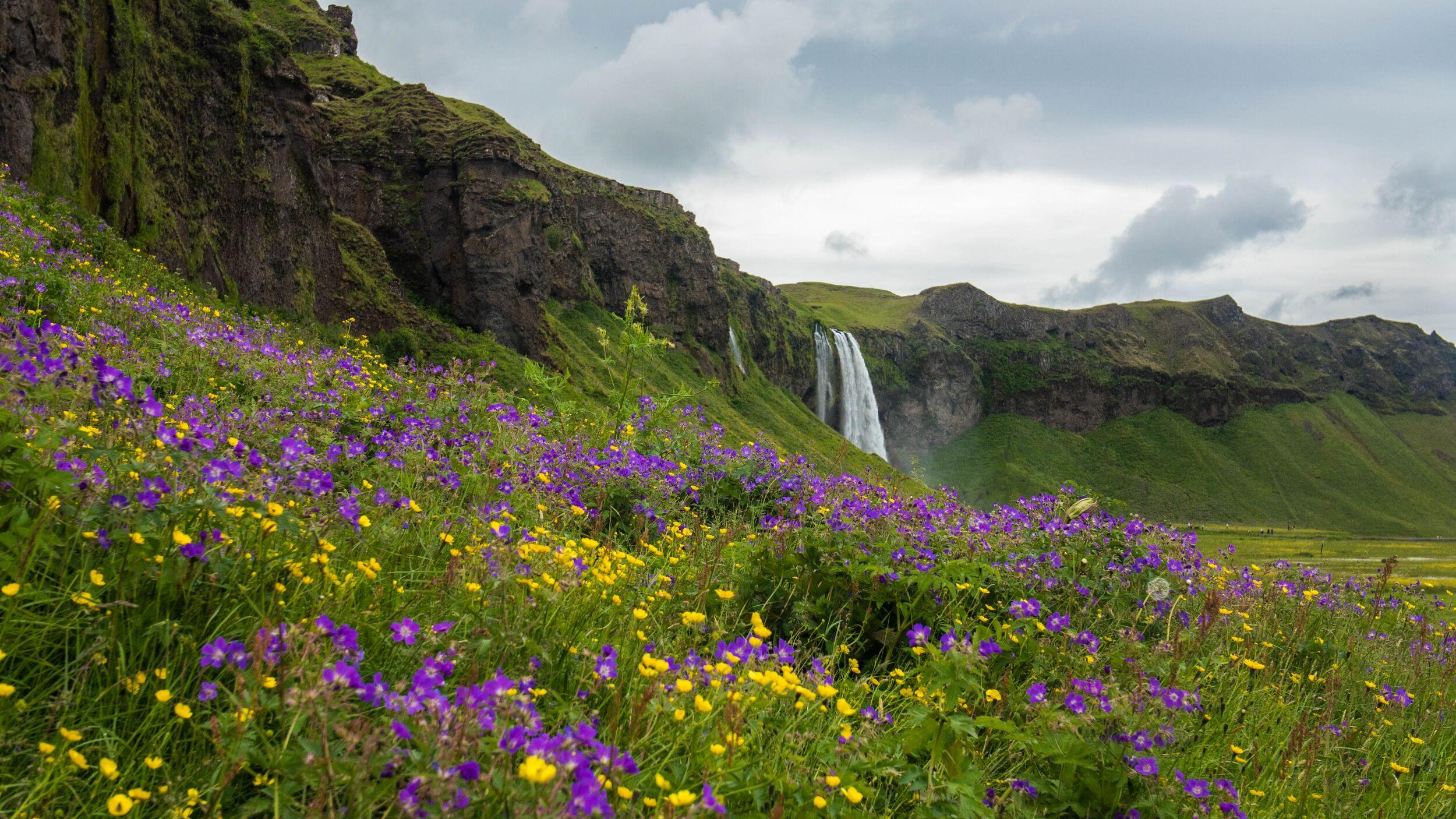 A beautiful waterfall in the south of Iceland with purple and yellow flowers in the foreground