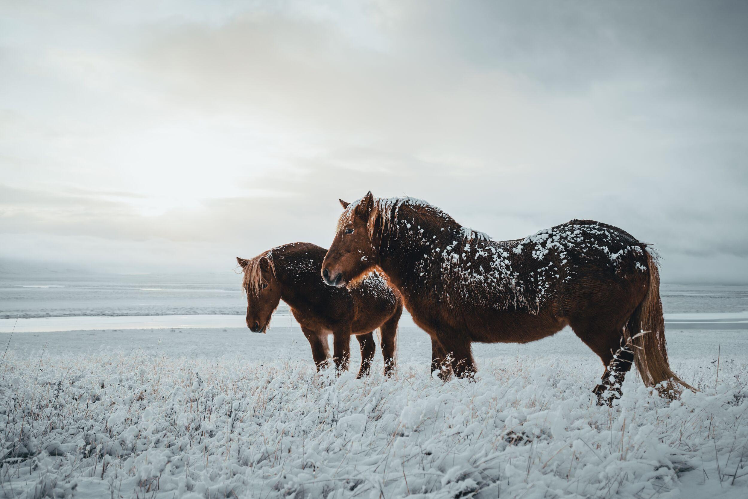 Icelandic horses in the snow in winter