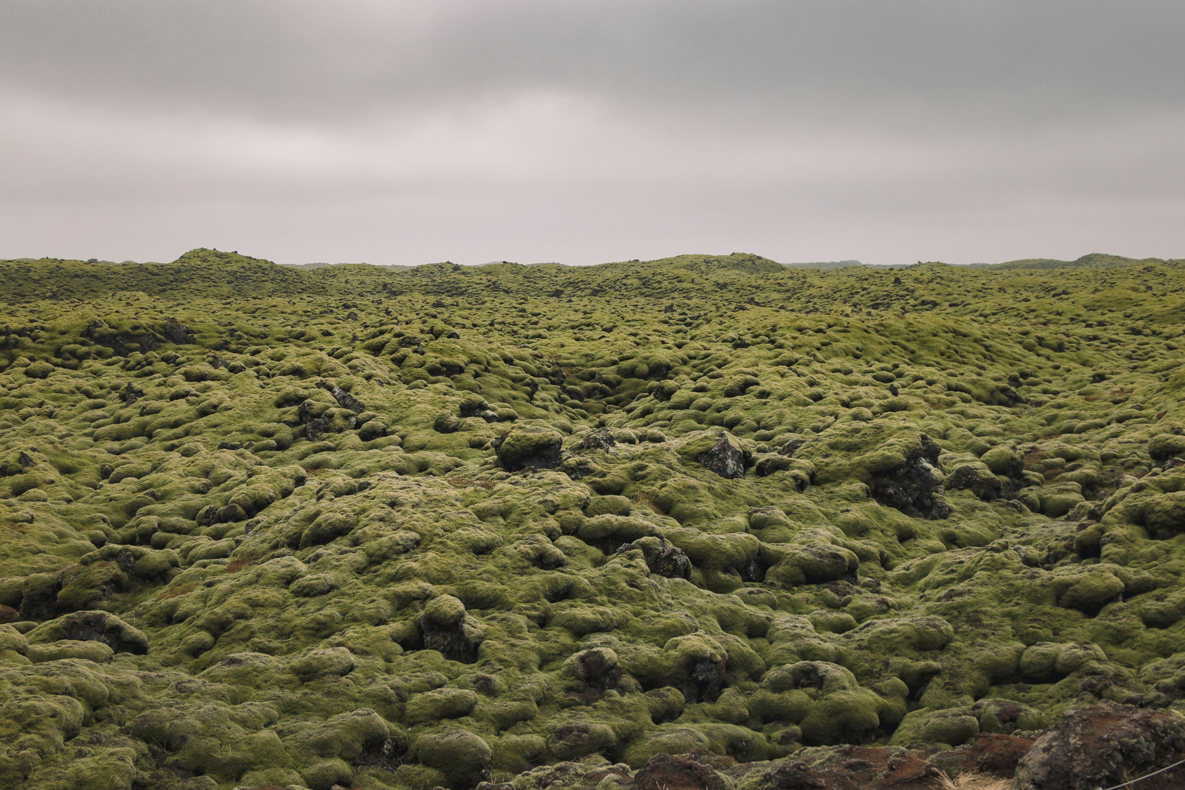 A vast expanse of rolling lava fields blanketed by a thick, green moss under an overcast sky, creating a soft, undulating landscape.