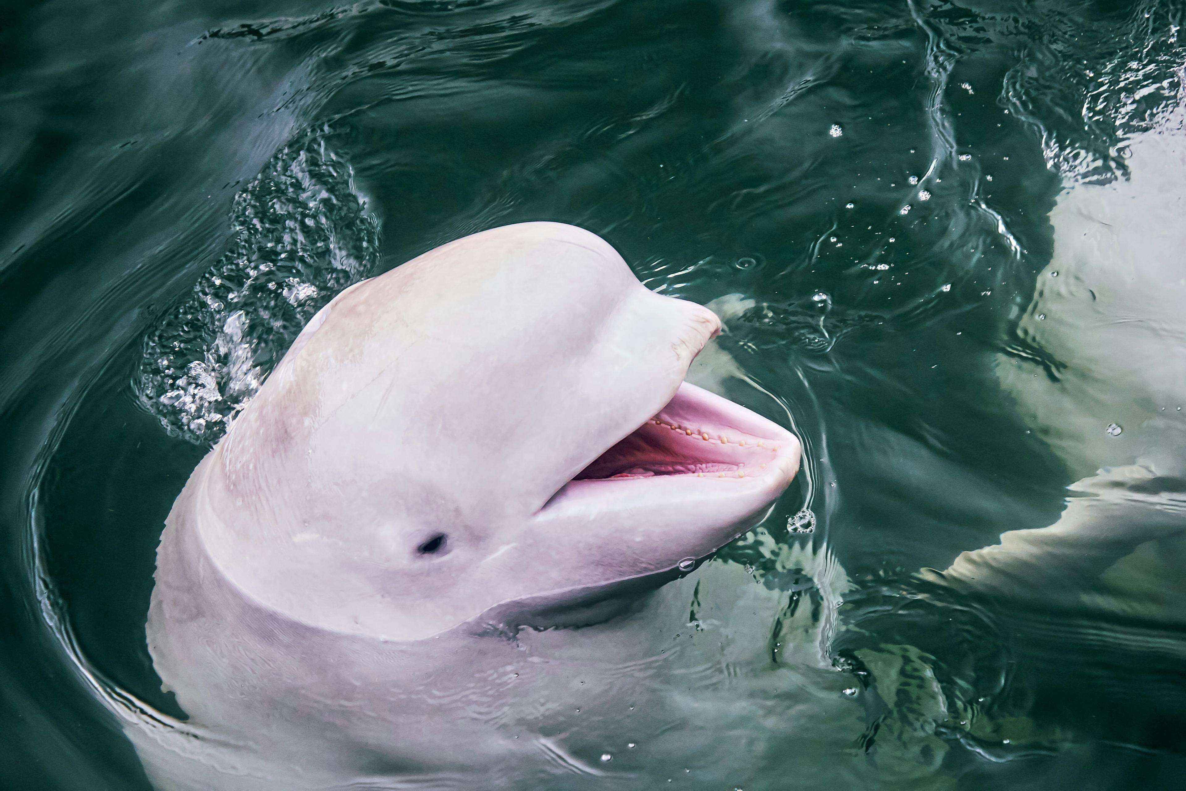 Close-up of a smiling beluga whale swimming in the ocean, showcasing its distinctive white color and friendly appearance.