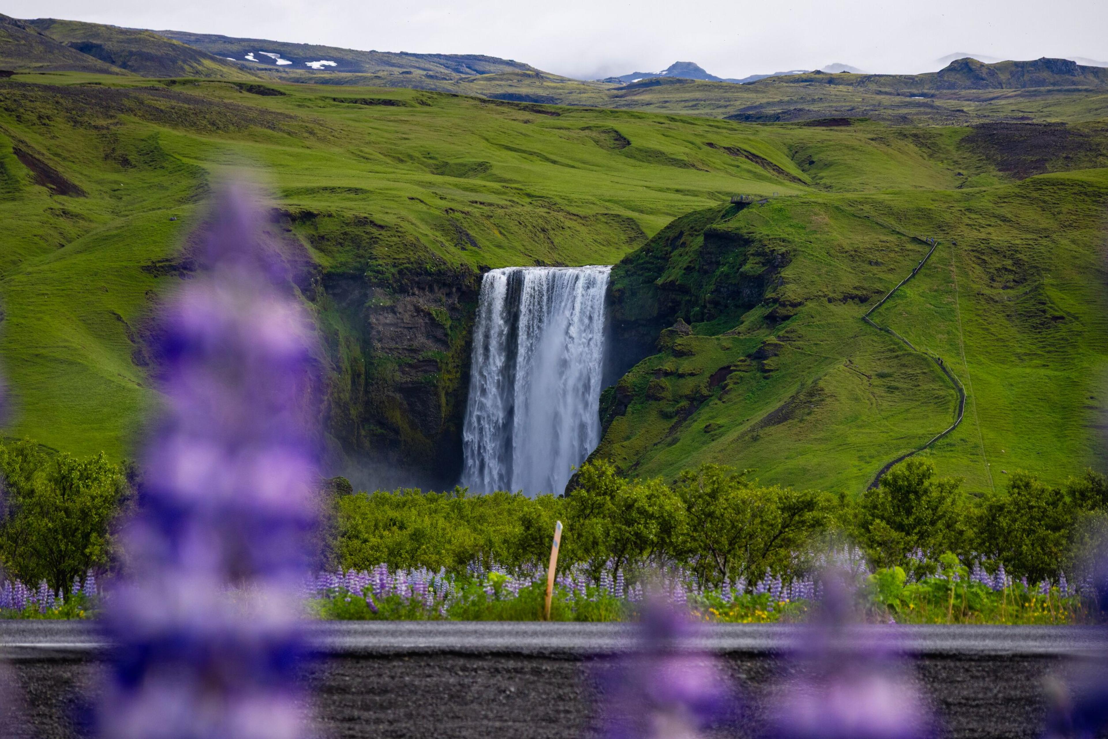 A waterfall cascades down green hills, framed by blurred purple lupine flowers in the foreground.