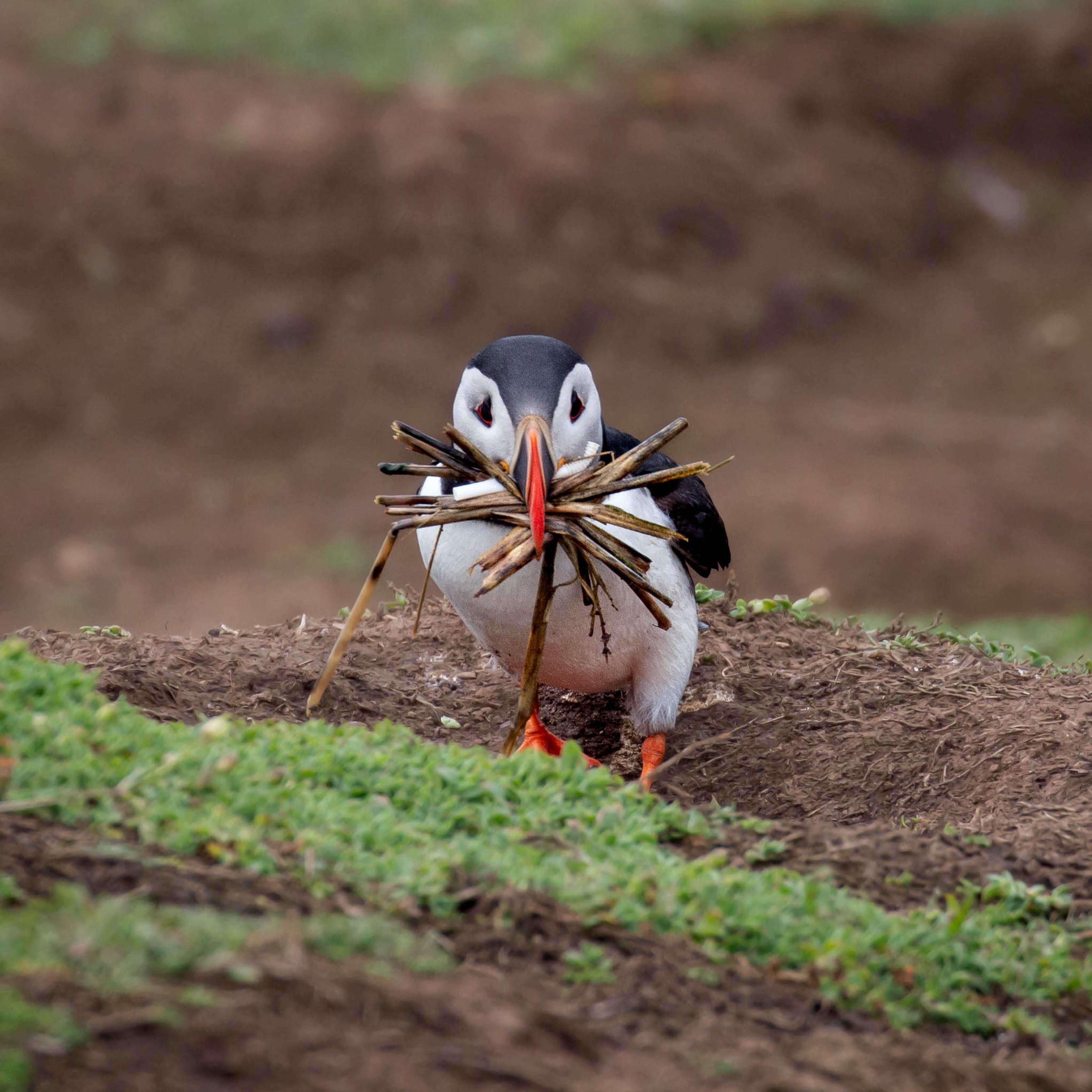 A puffin with a colorful beak holds a bundle of twigs in its mouth while standing on grassy ground.