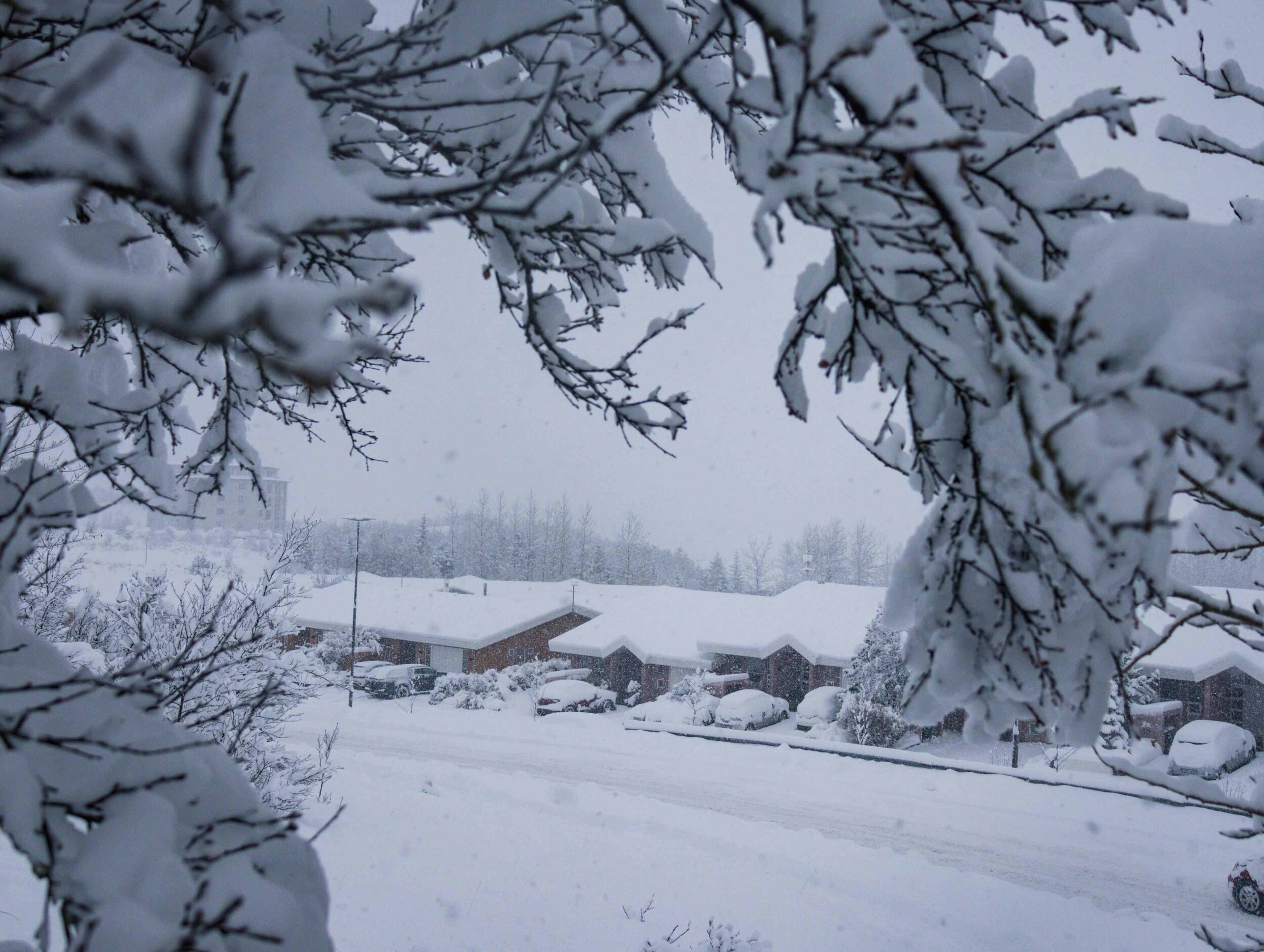 A winter scene of a residential street in Reykjavik covered in snow, viewed through snow-laden tree branches.