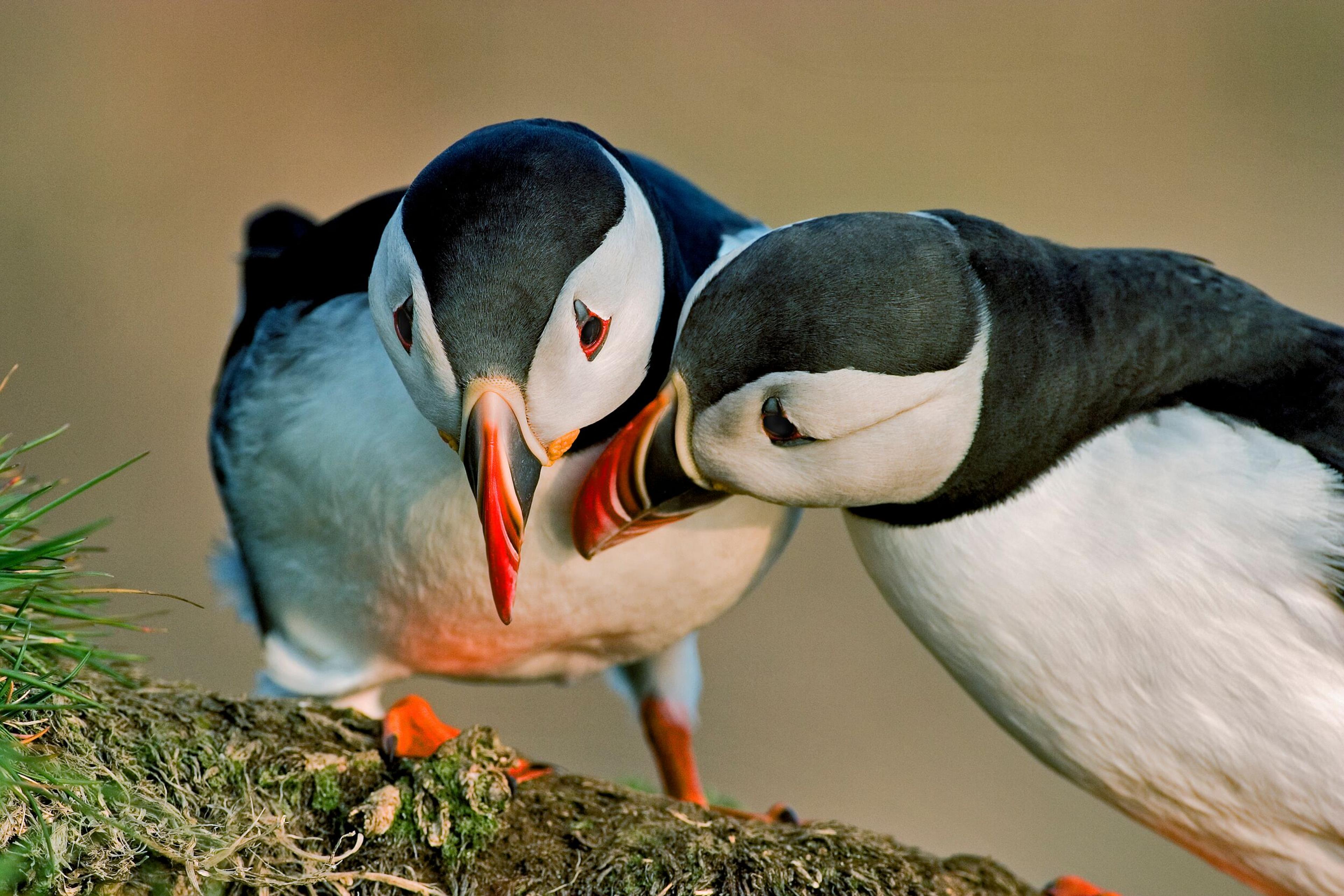 Puffins nesting at Dýrhólaey in the South Coast of Iceland.