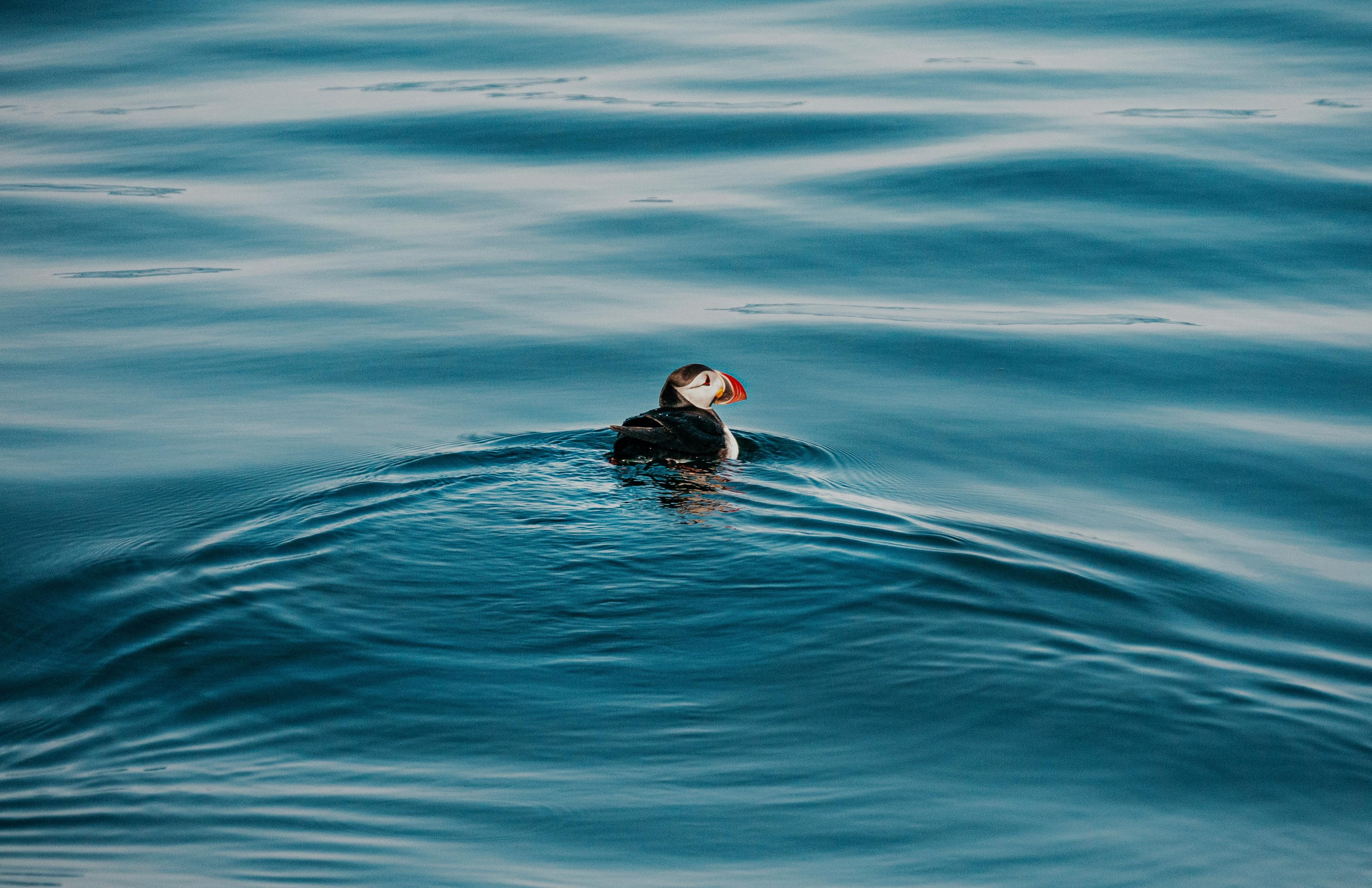 A lone puffin with a colorful beak floats on calm, rippling blue water in Iceland.