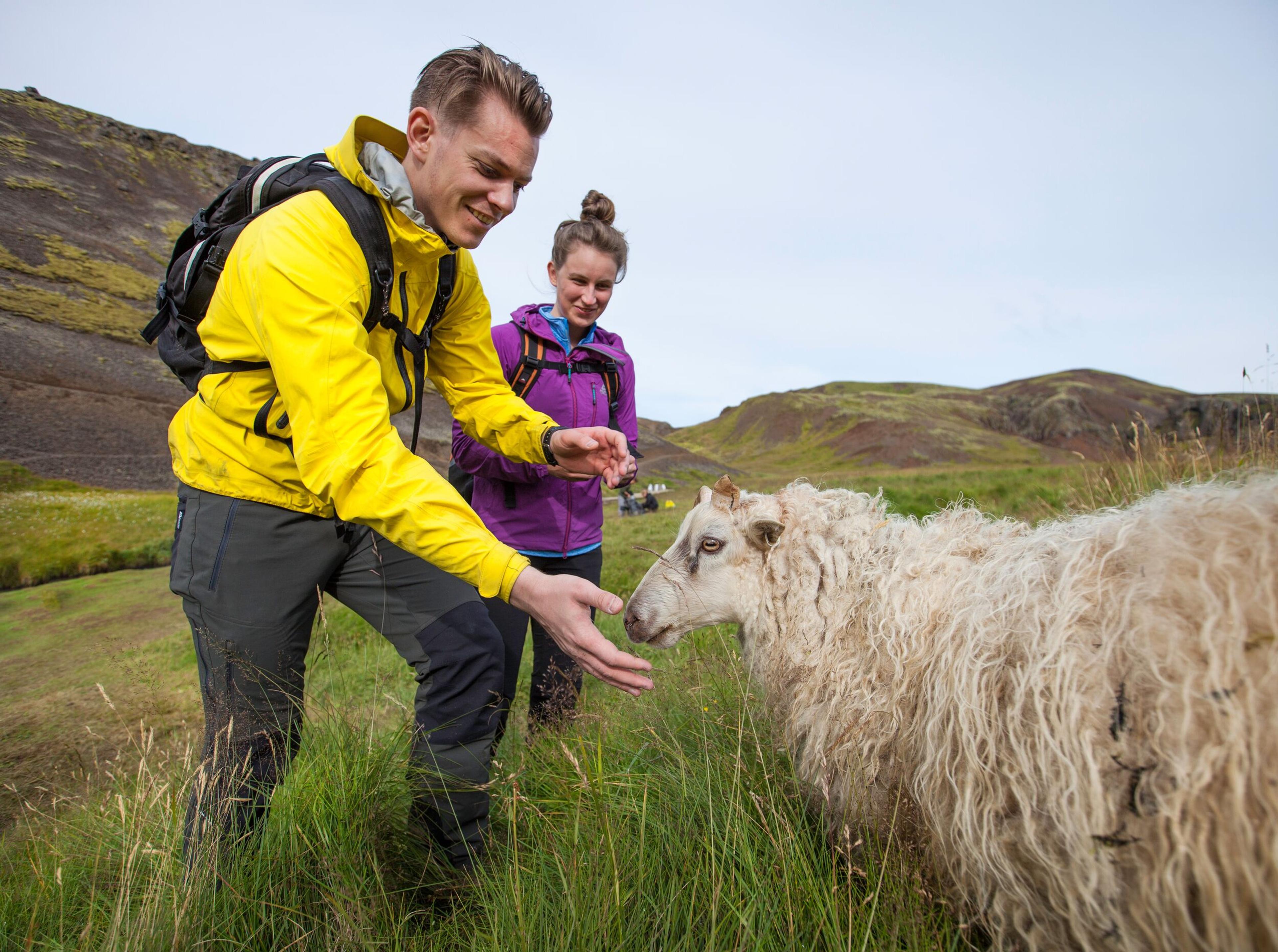 Two hikers interacting with a fluffy white sheep in a green, hilly field.