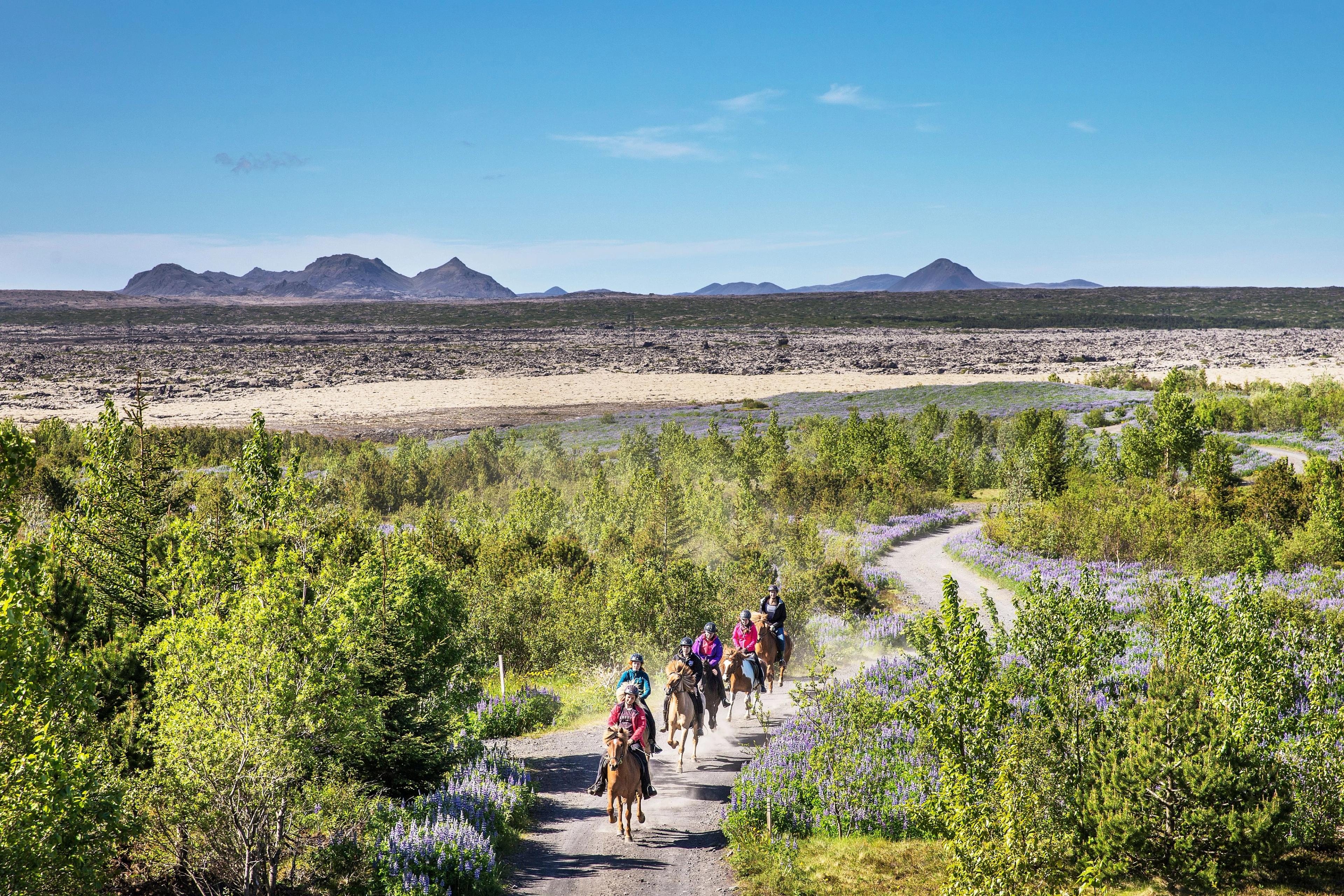 Horseback riders on a winding path through green trees and purple lupines, with a rocky plain and distant mountains under a clear sky.