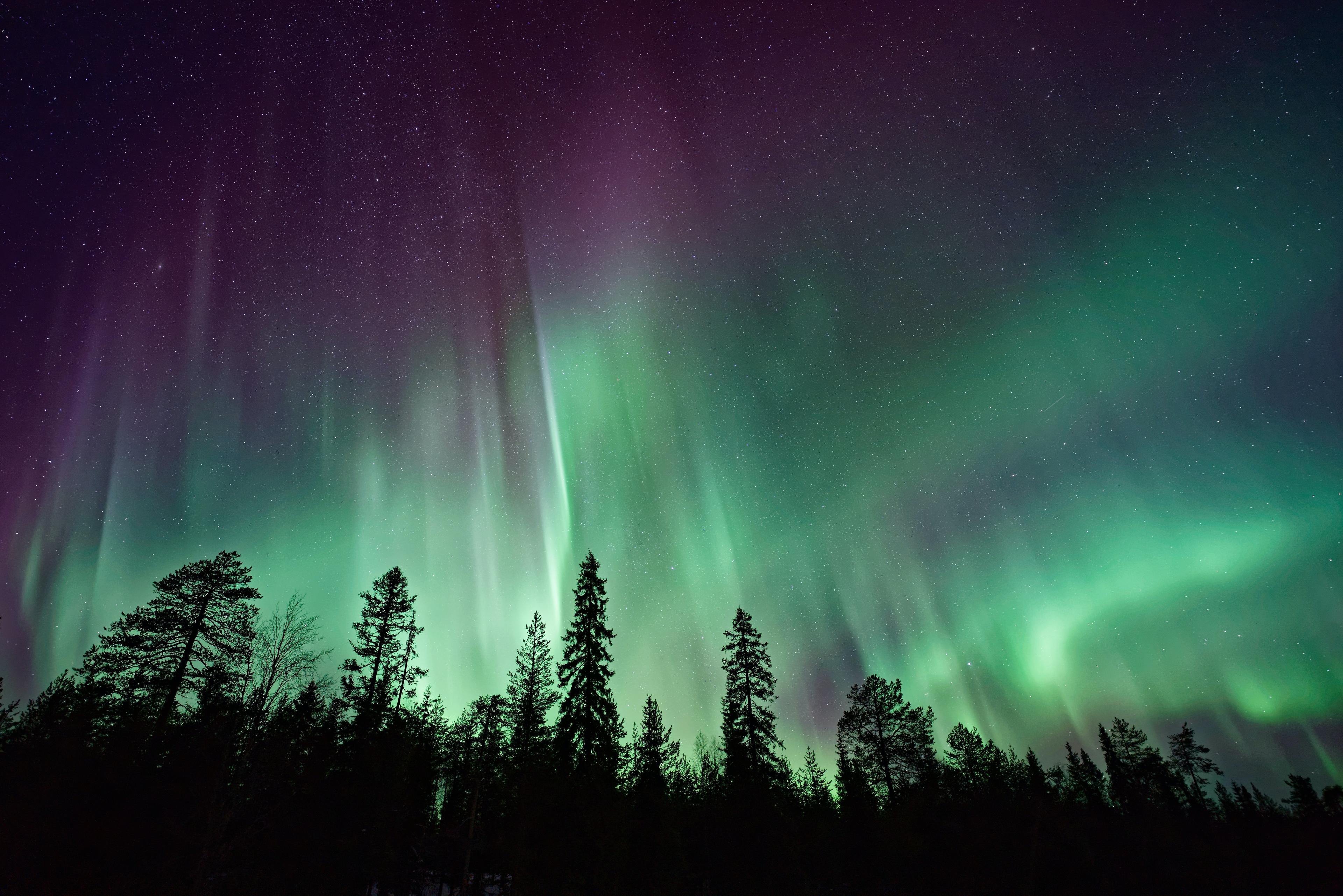 Vibrant Northern Lights (Aurora Borealis) streaming over a forested landscape at night.