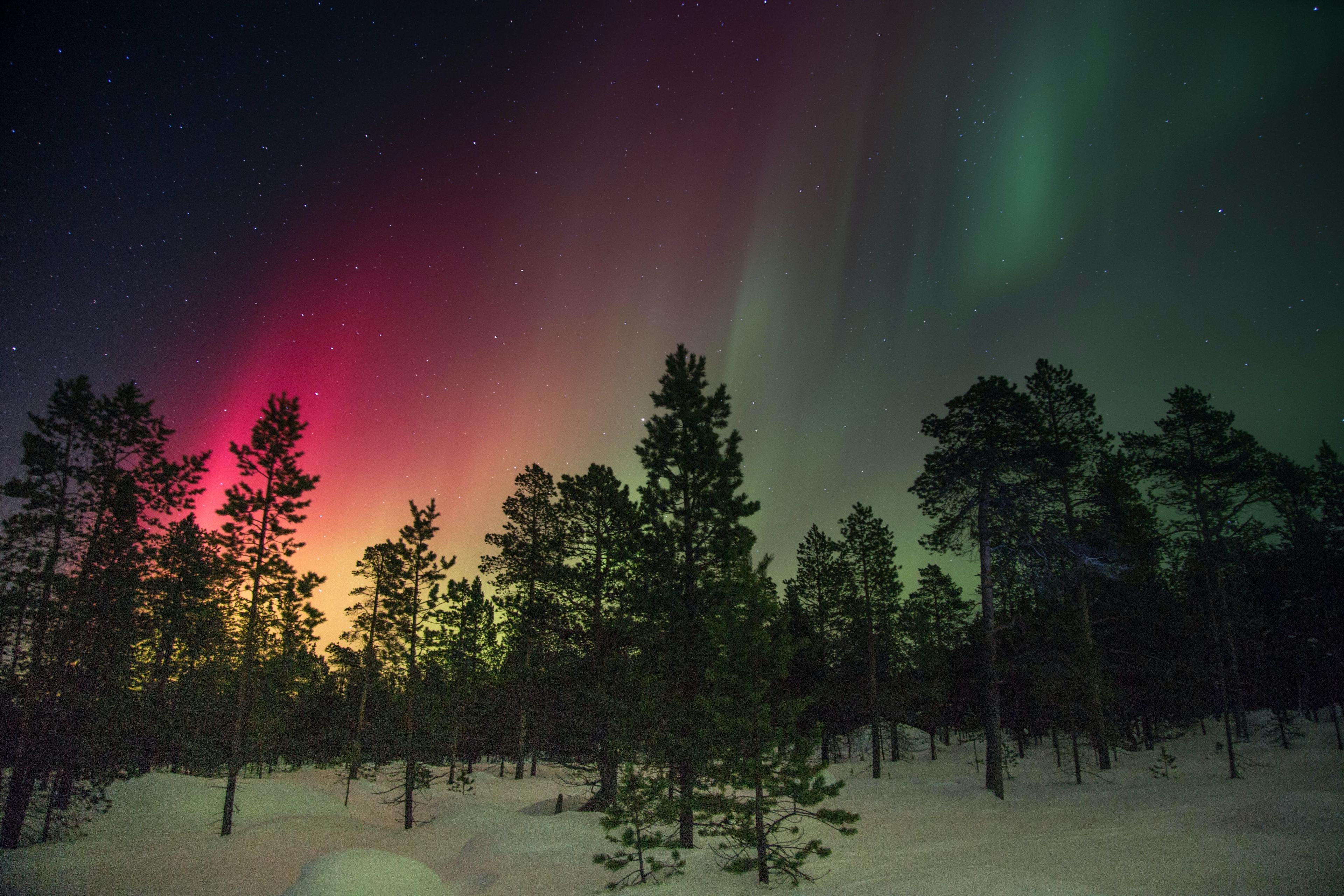 A colorful aurora display in hues of green and pink lights up the night sky over a snowy pine forest.