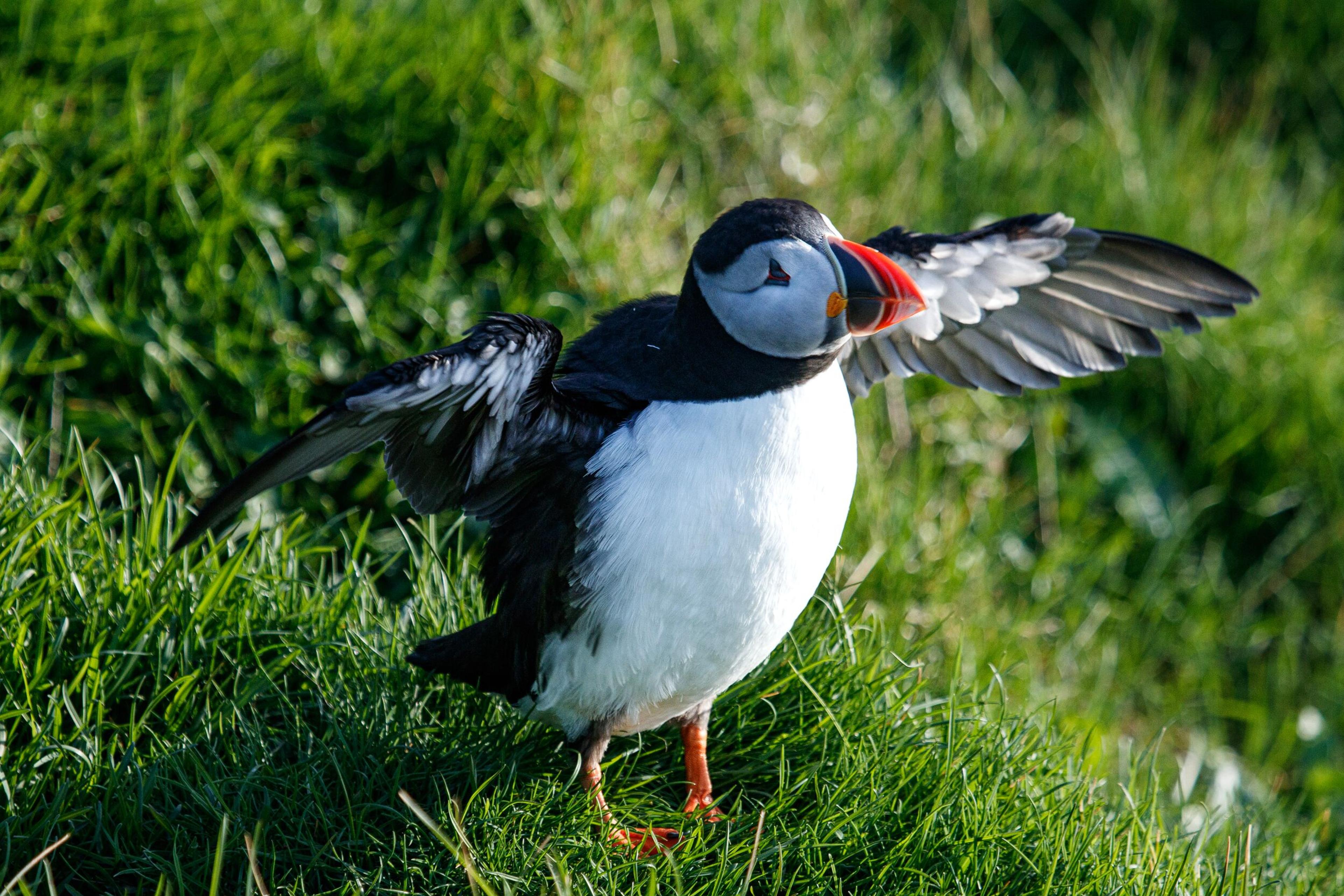 Puffin with wings spread on green grass.