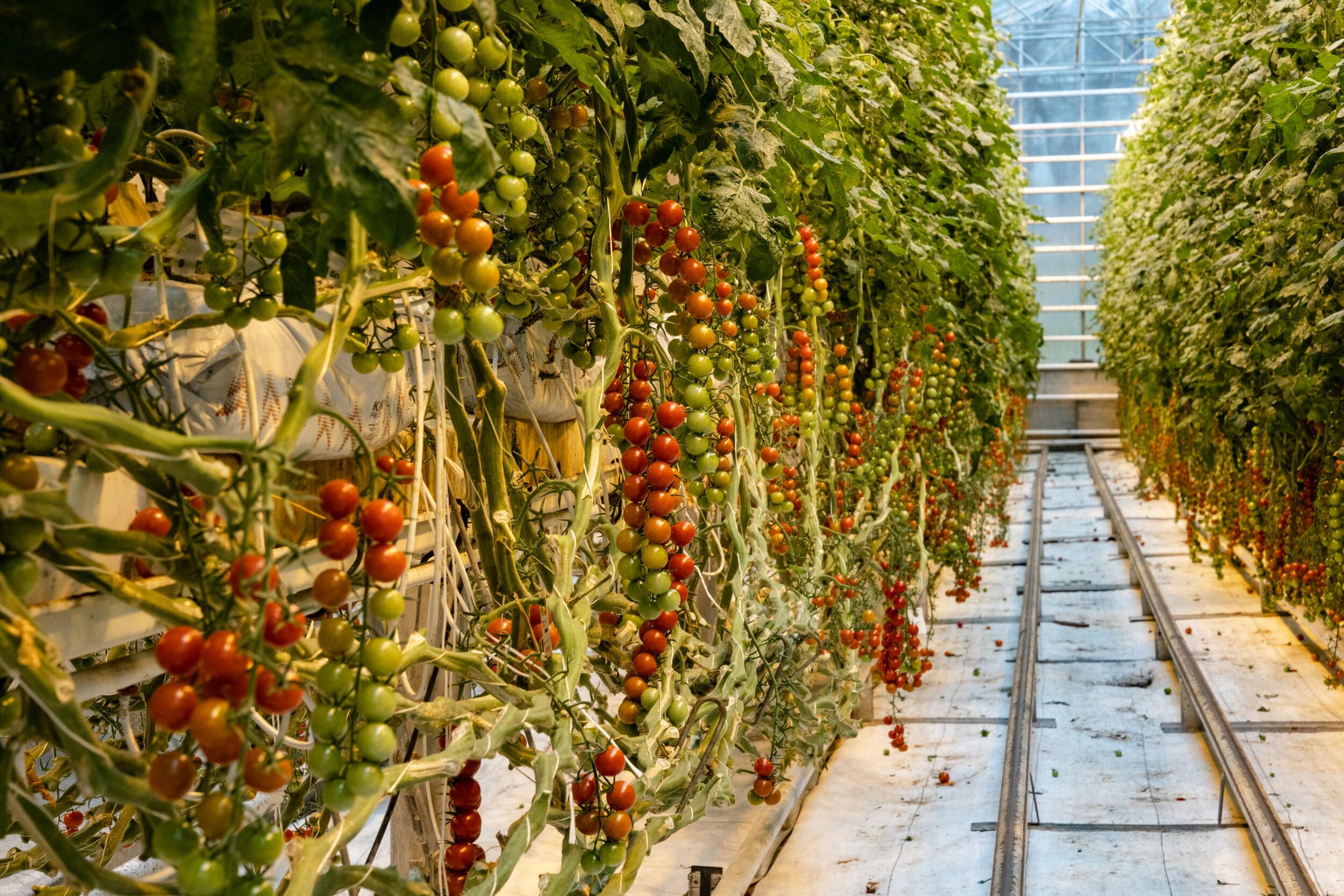 Clusters of small tomatoes ripening on vines inside a sunlit greenhouse.