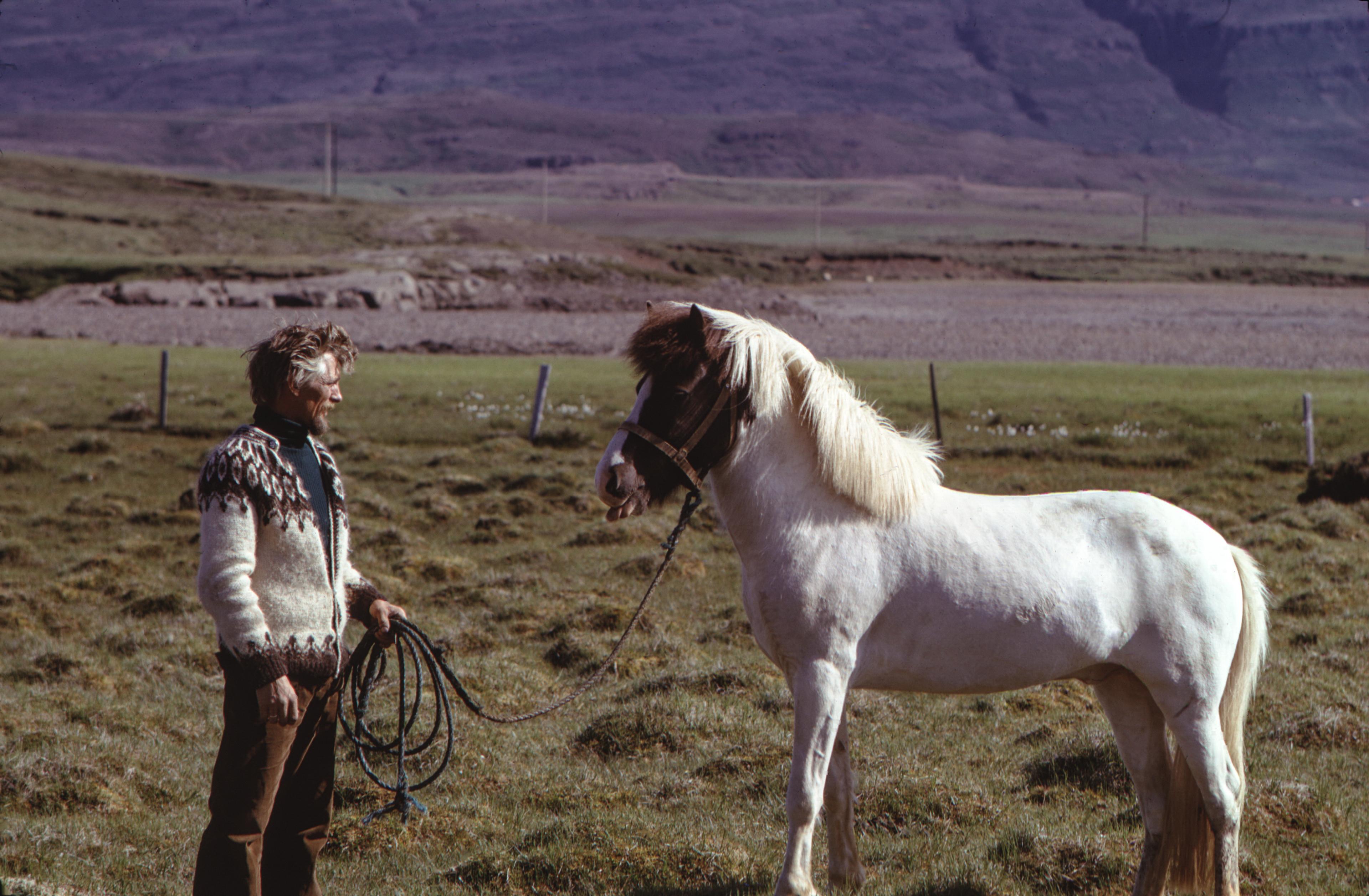 A man in a traditional Icelandic sweater holds a lead rope attached to a white Icelandic horse in a grassy field with mountains behind them.