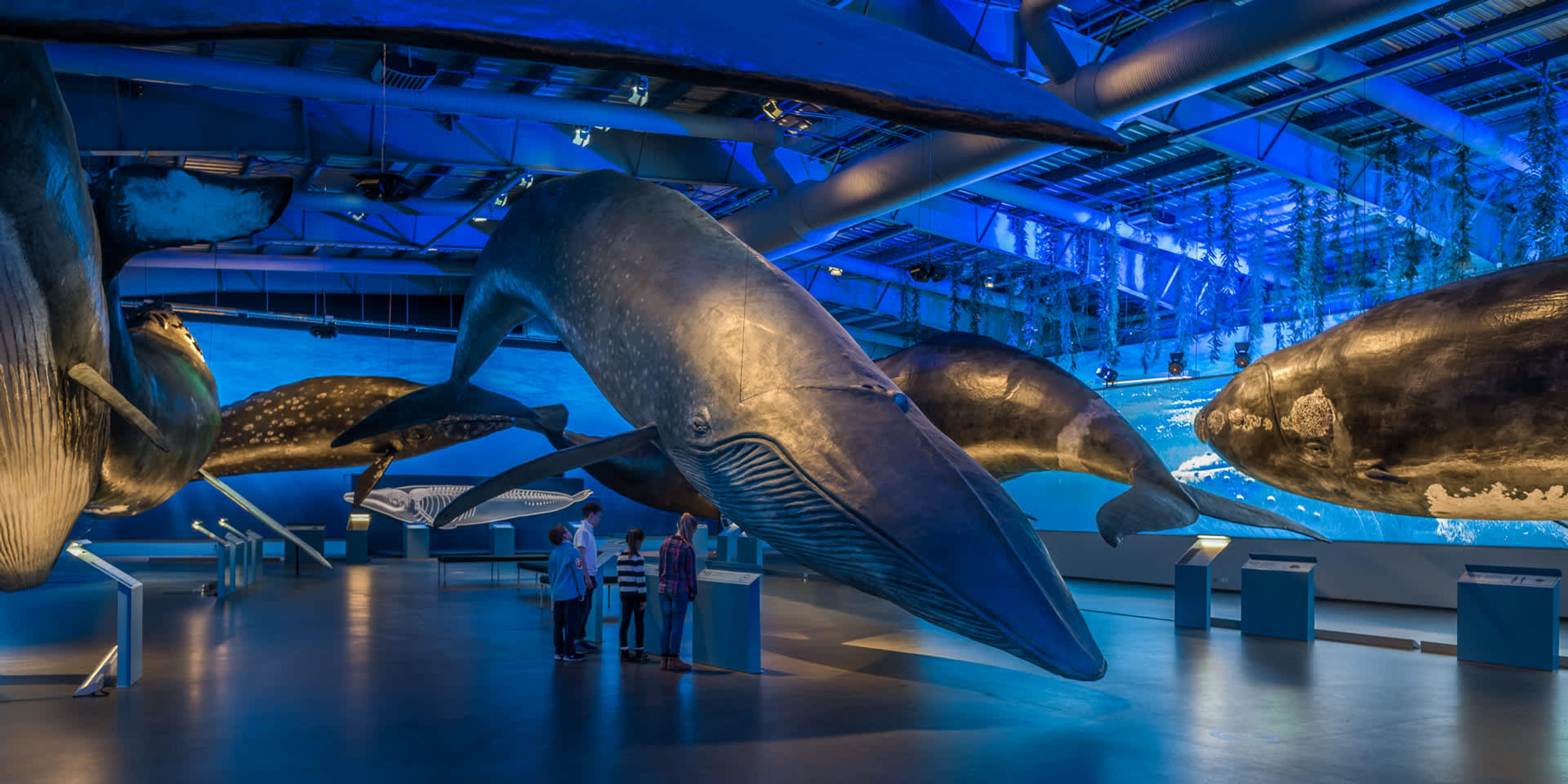 Visitors observing life-sized whale models in the Whales of Iceland museum's blue-lit exhibit.